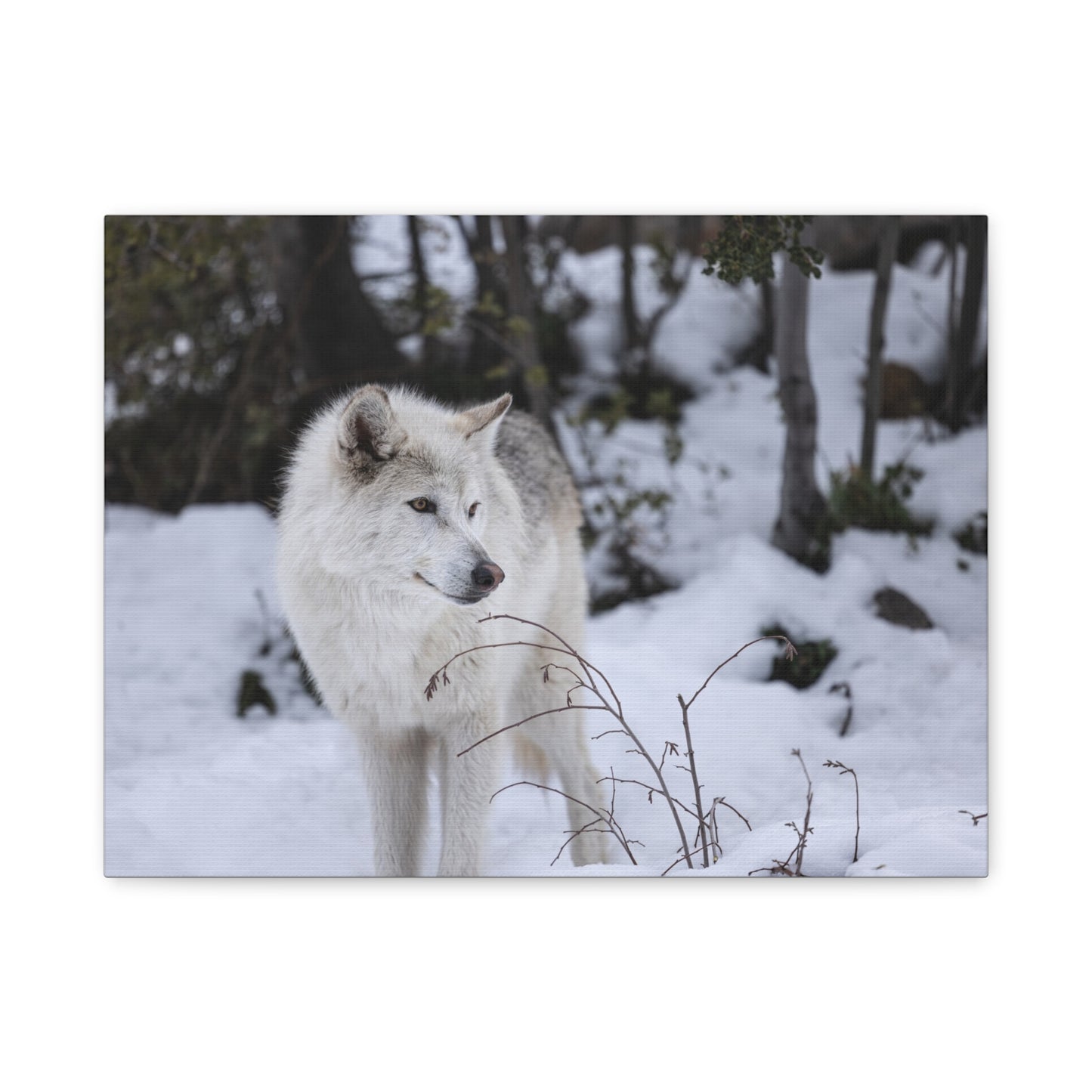Bella Canvas Print