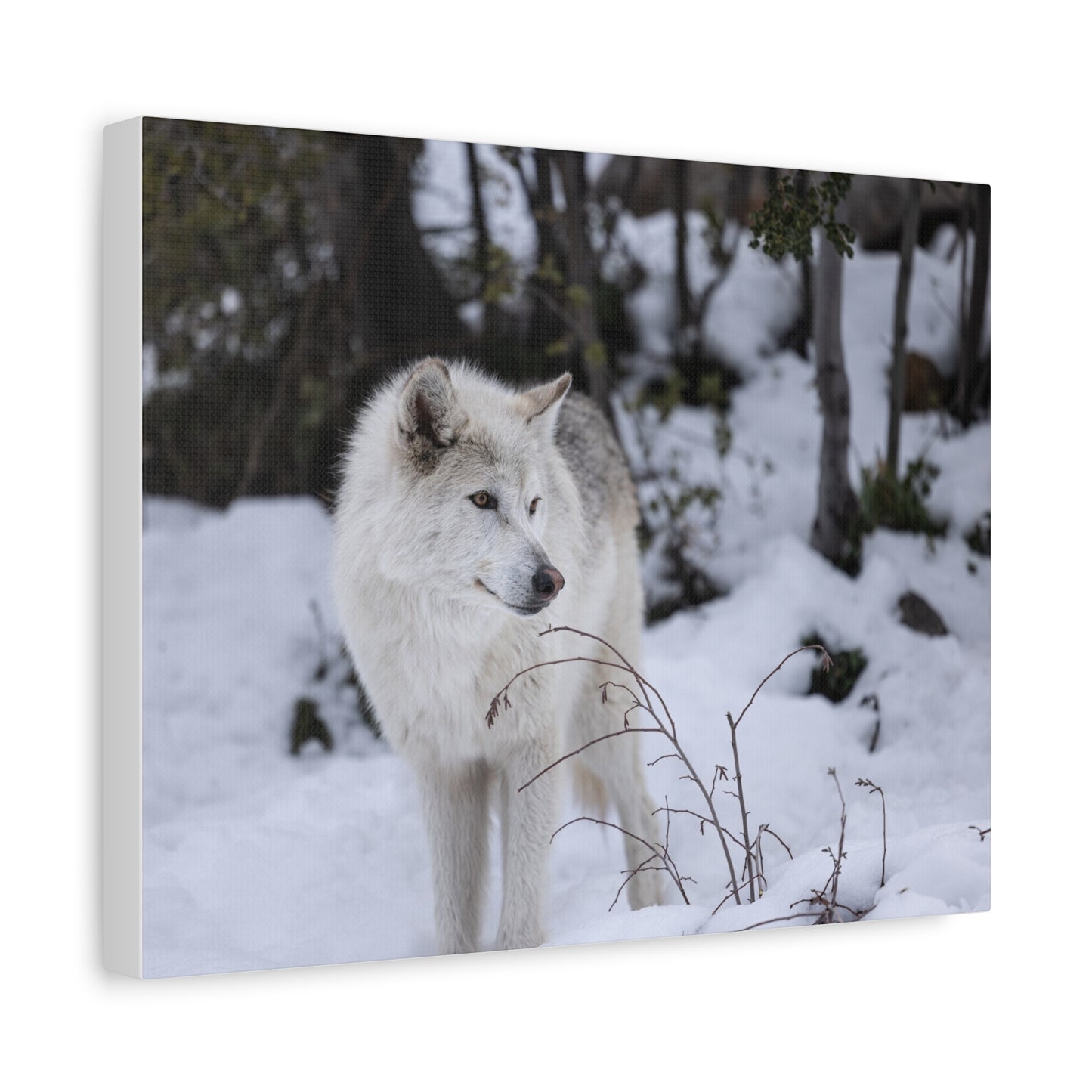 Bella Canvas Print