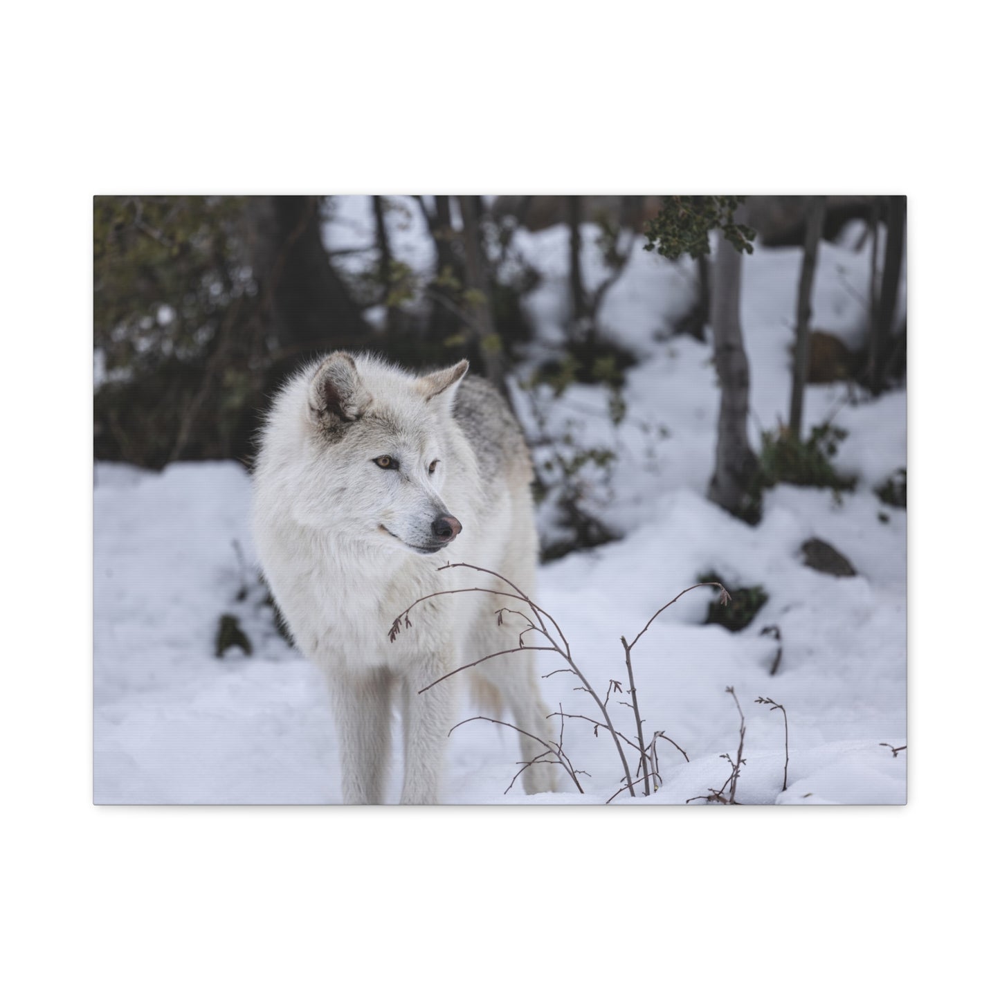 Bella Canvas Print