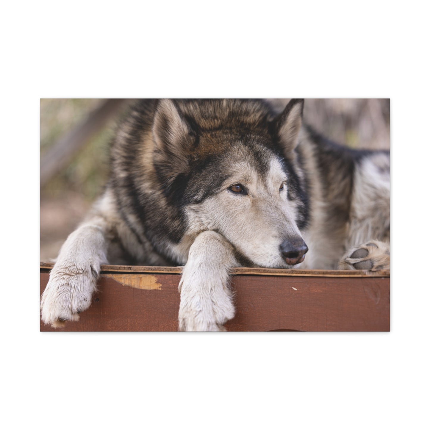 Wolfee Canvas Print