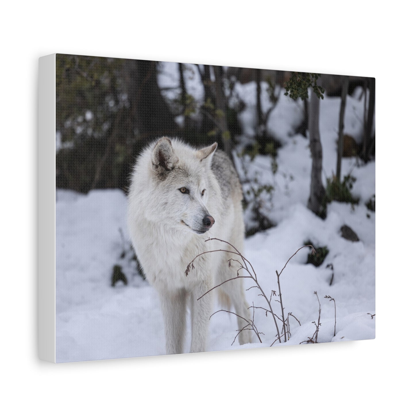 Bella Canvas Print