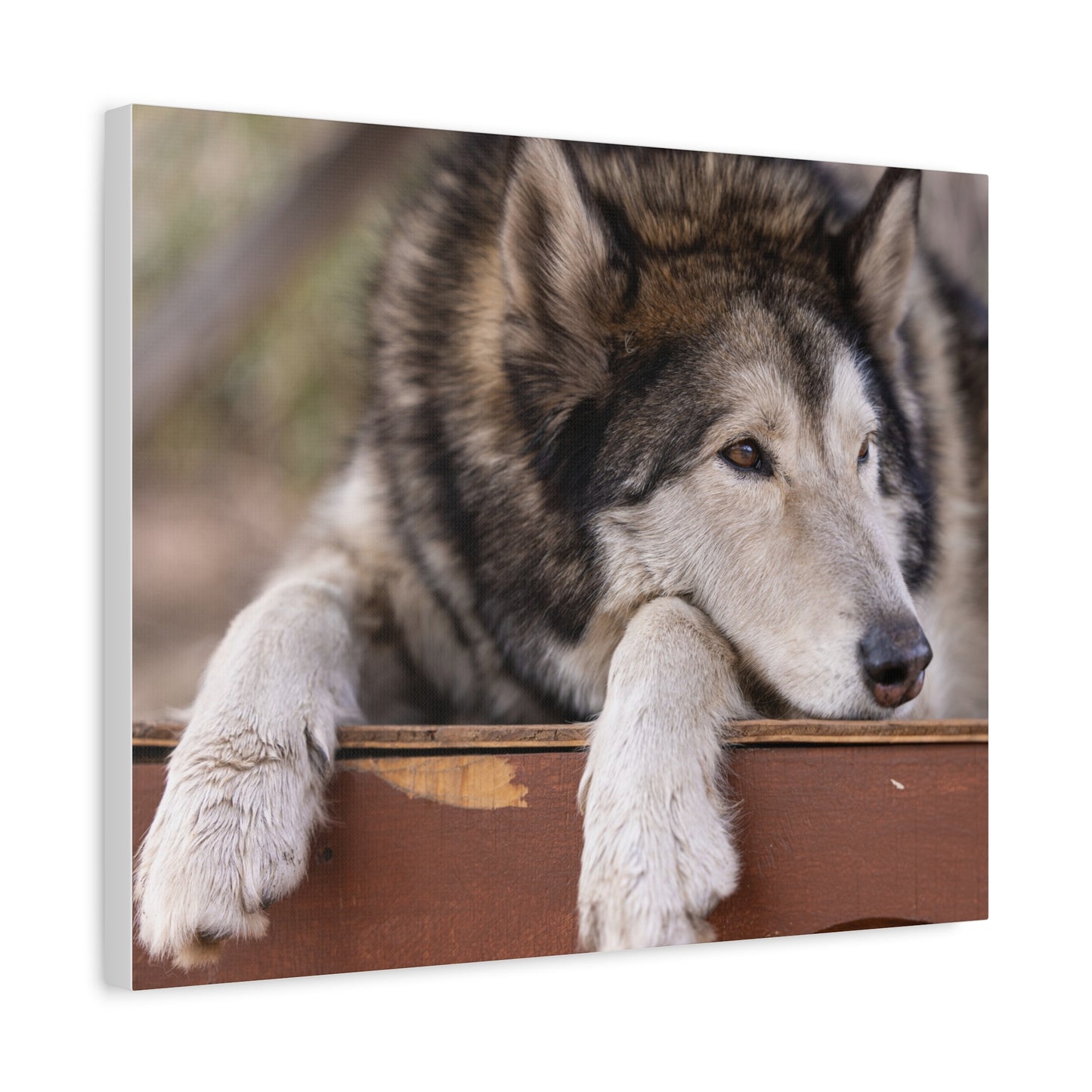 Wolfee Canvas Print