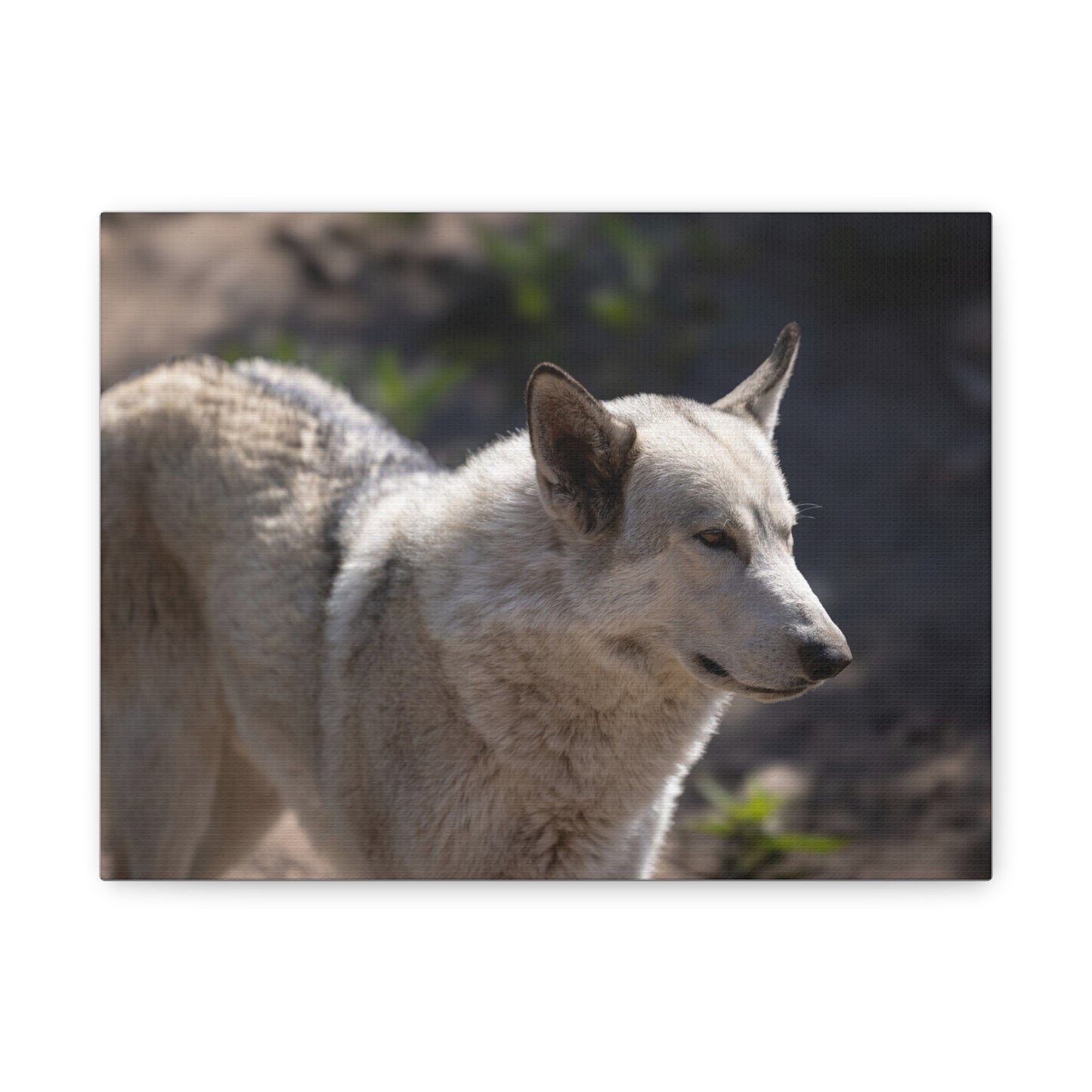 Beo Canvas Print