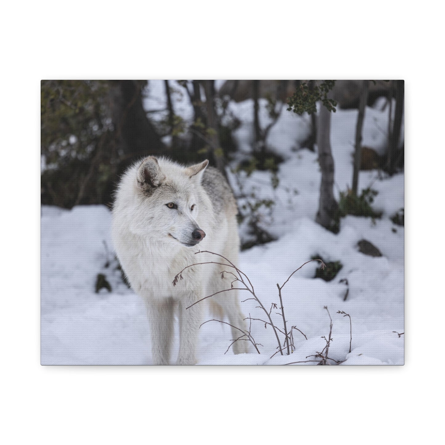 Bella Canvas Print