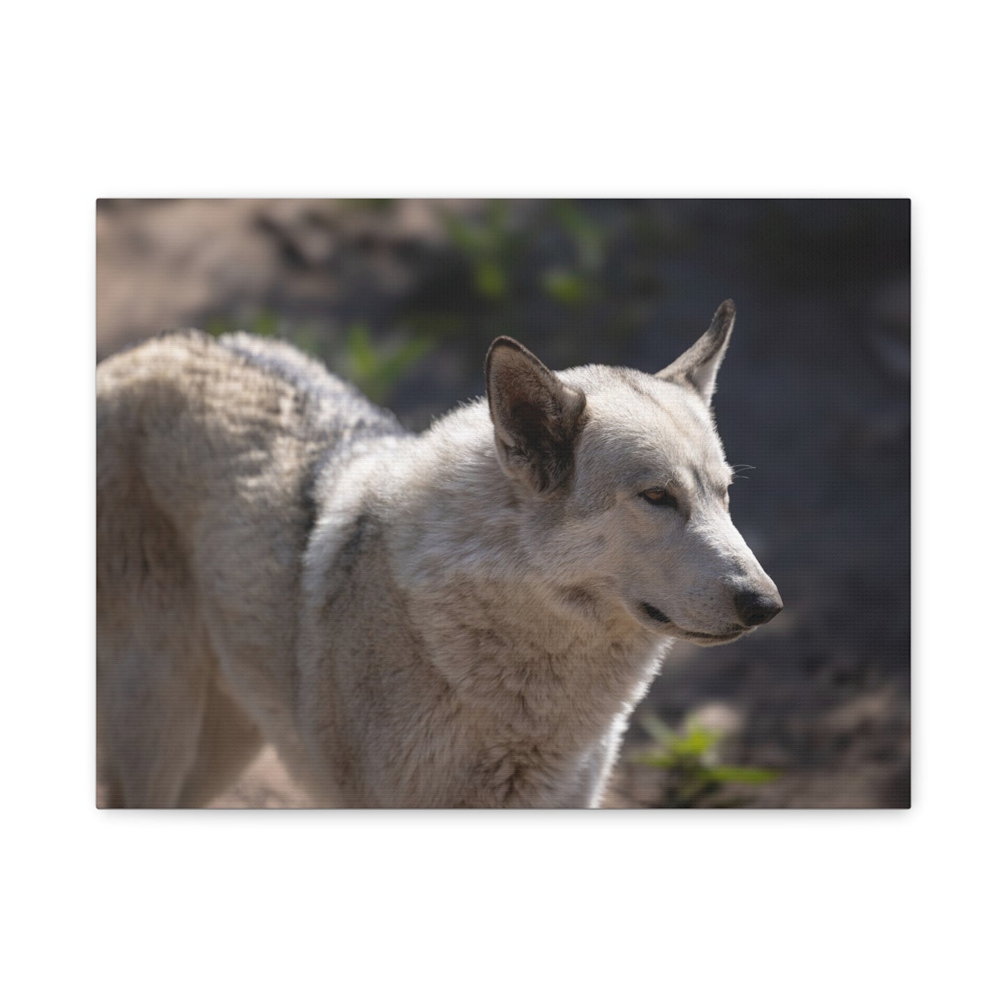 Beo Canvas Print