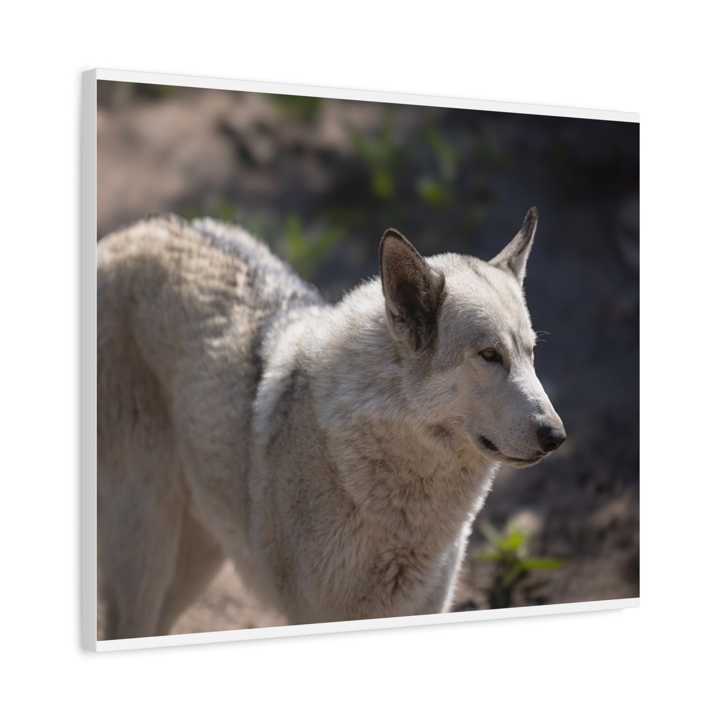 Beo Canvas Print