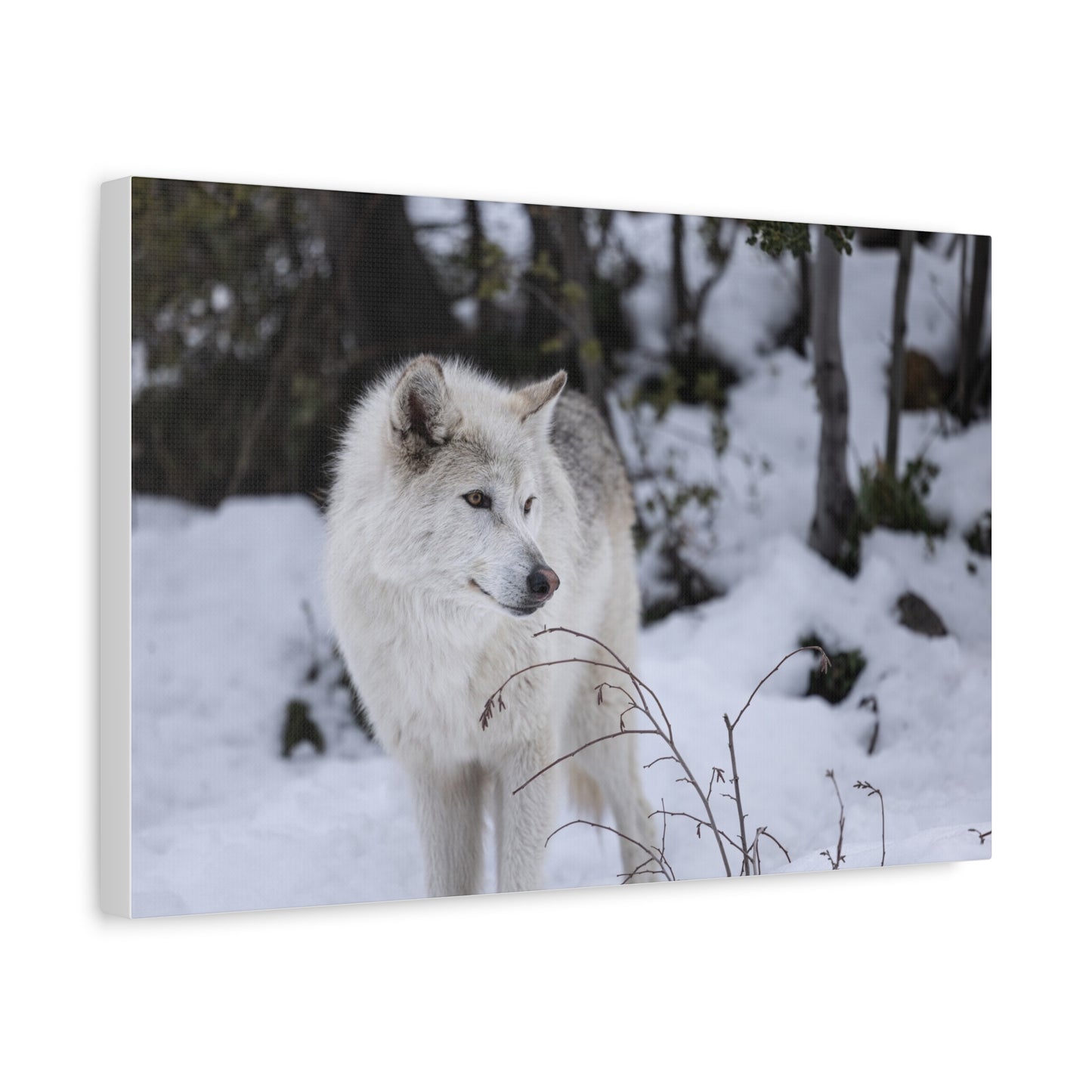 Bella Canvas Print
