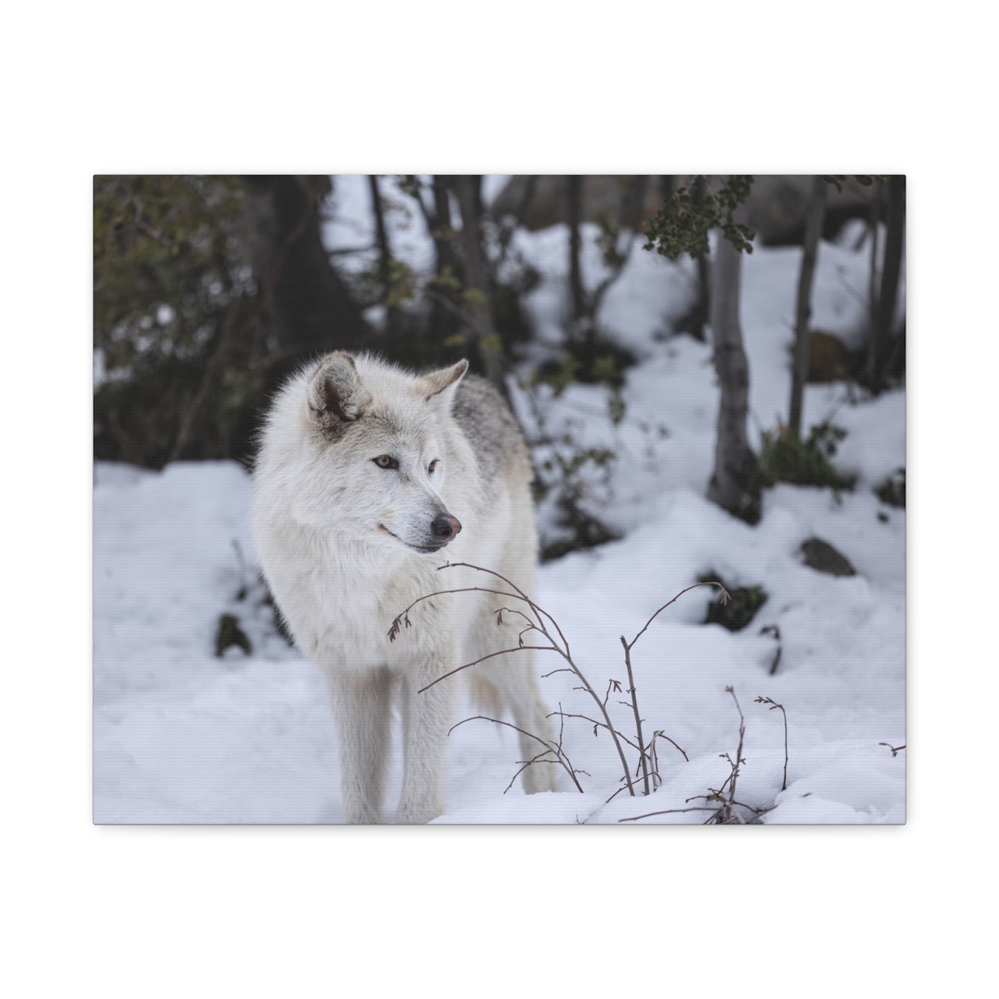 Bella Canvas Print