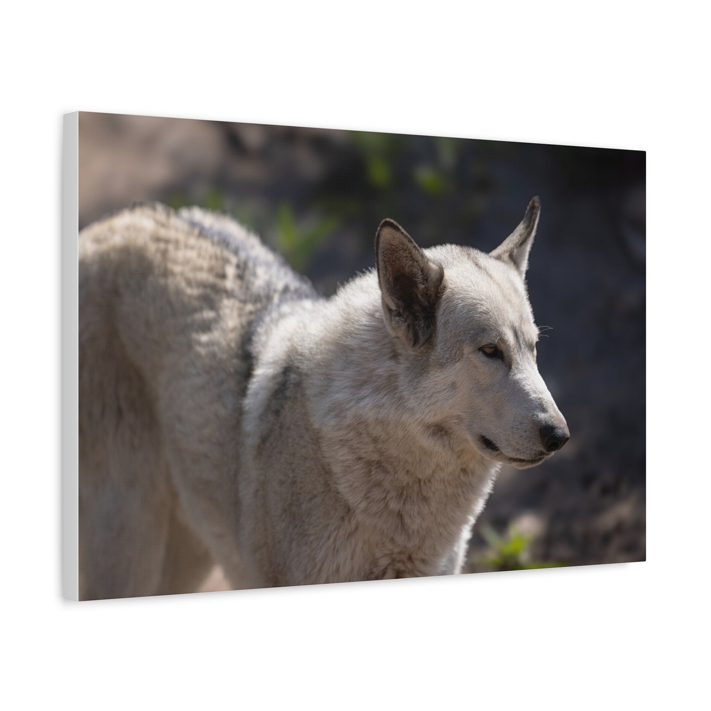 Beo Canvas Print