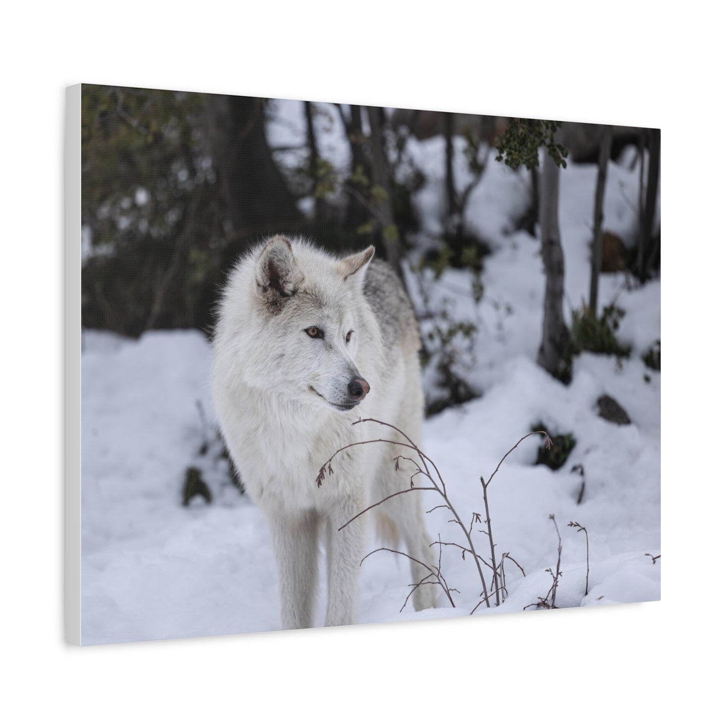 Bella Canvas Print