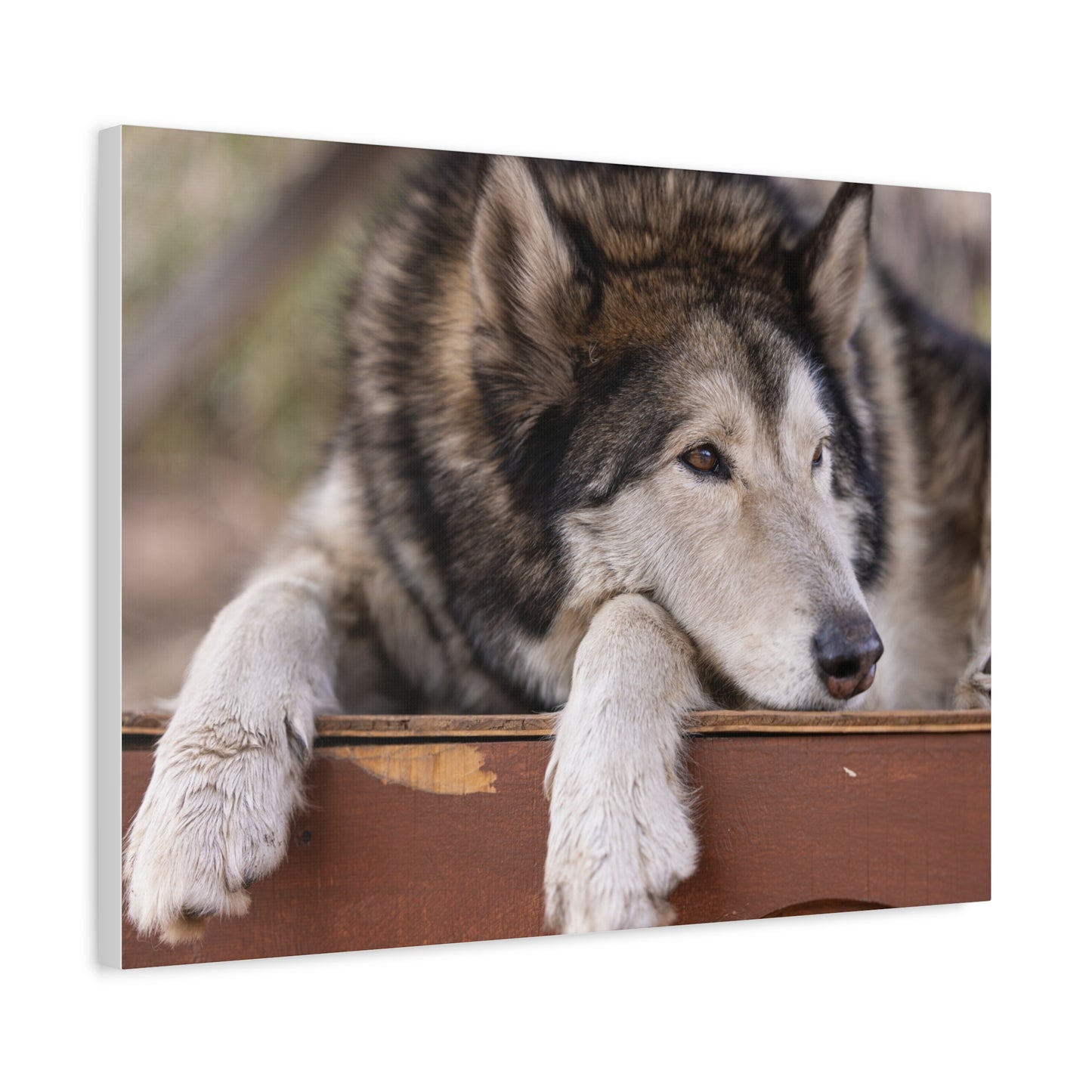 Wolfee Canvas Print