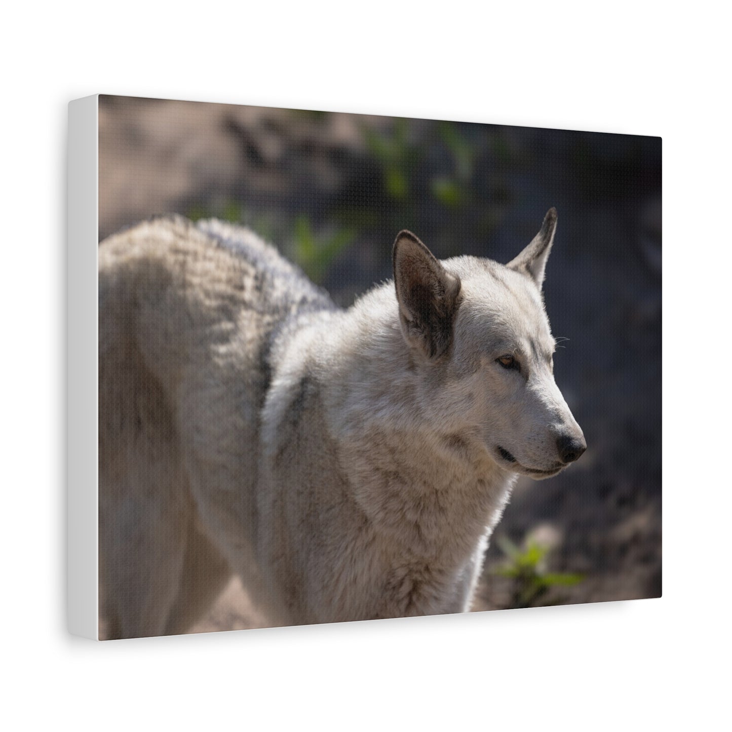 Beo Canvas Print