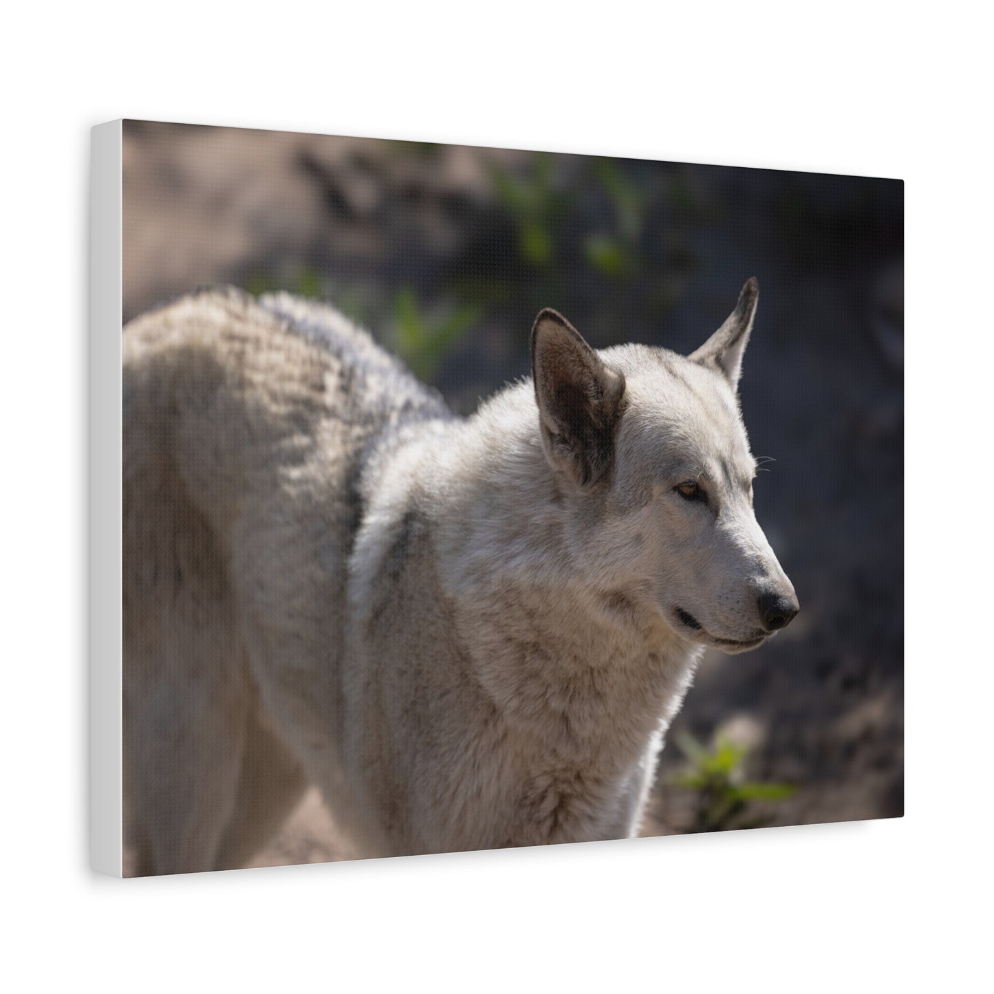 Beo Canvas Print