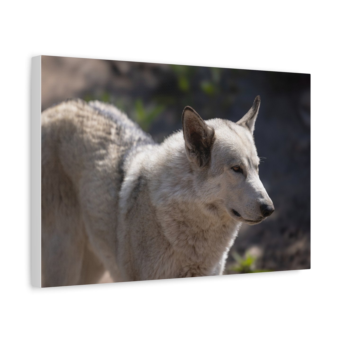 Beo Canvas Print
