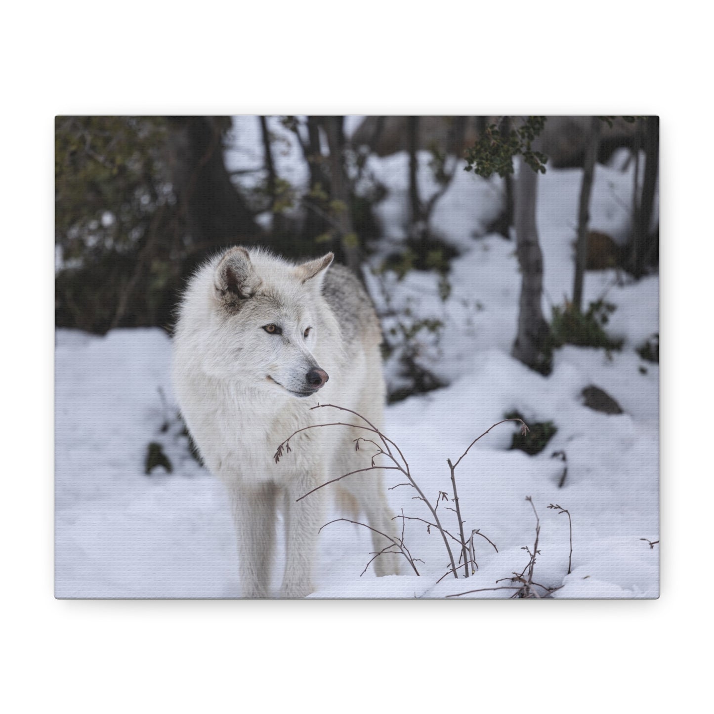 Bella Canvas Print