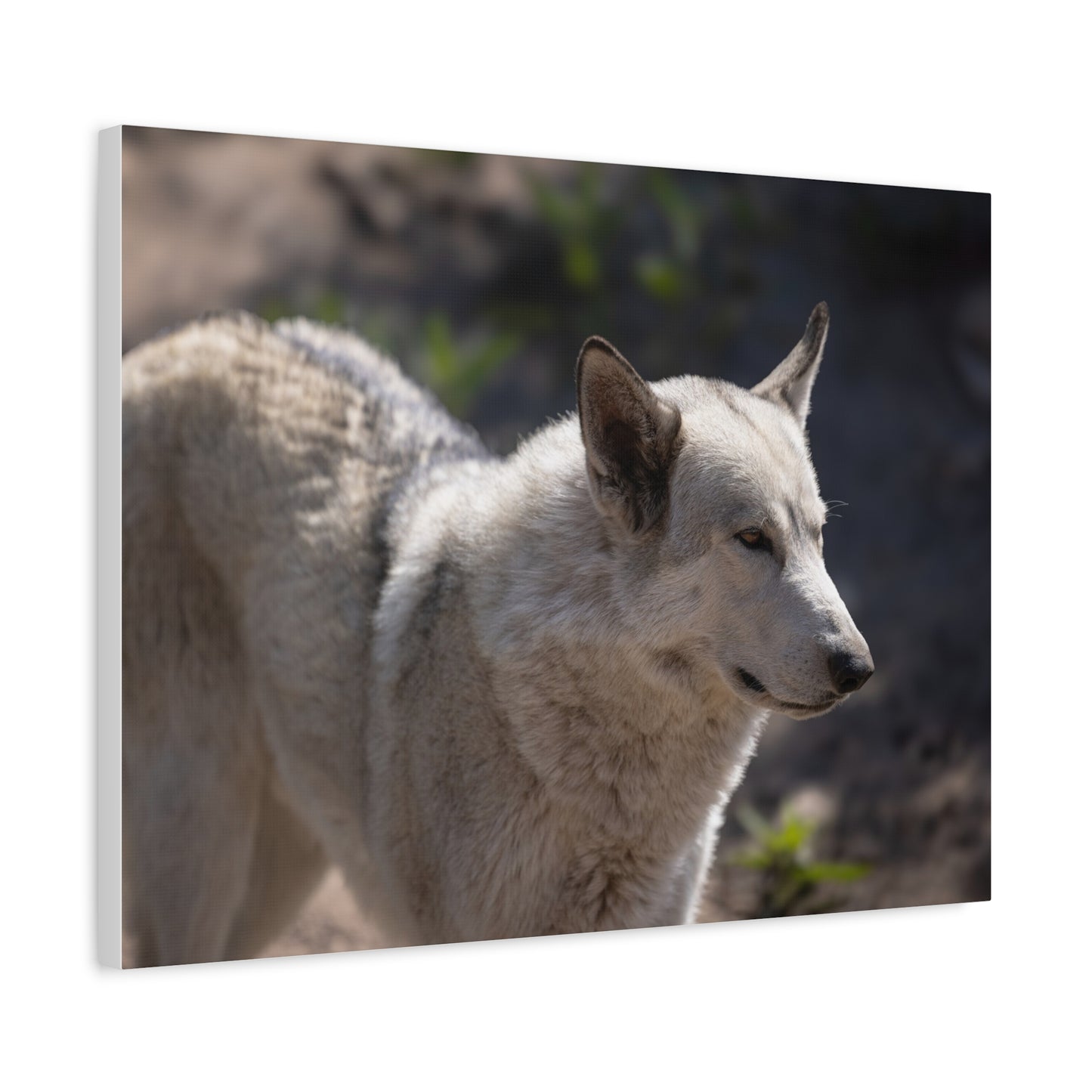 Beo Canvas Print