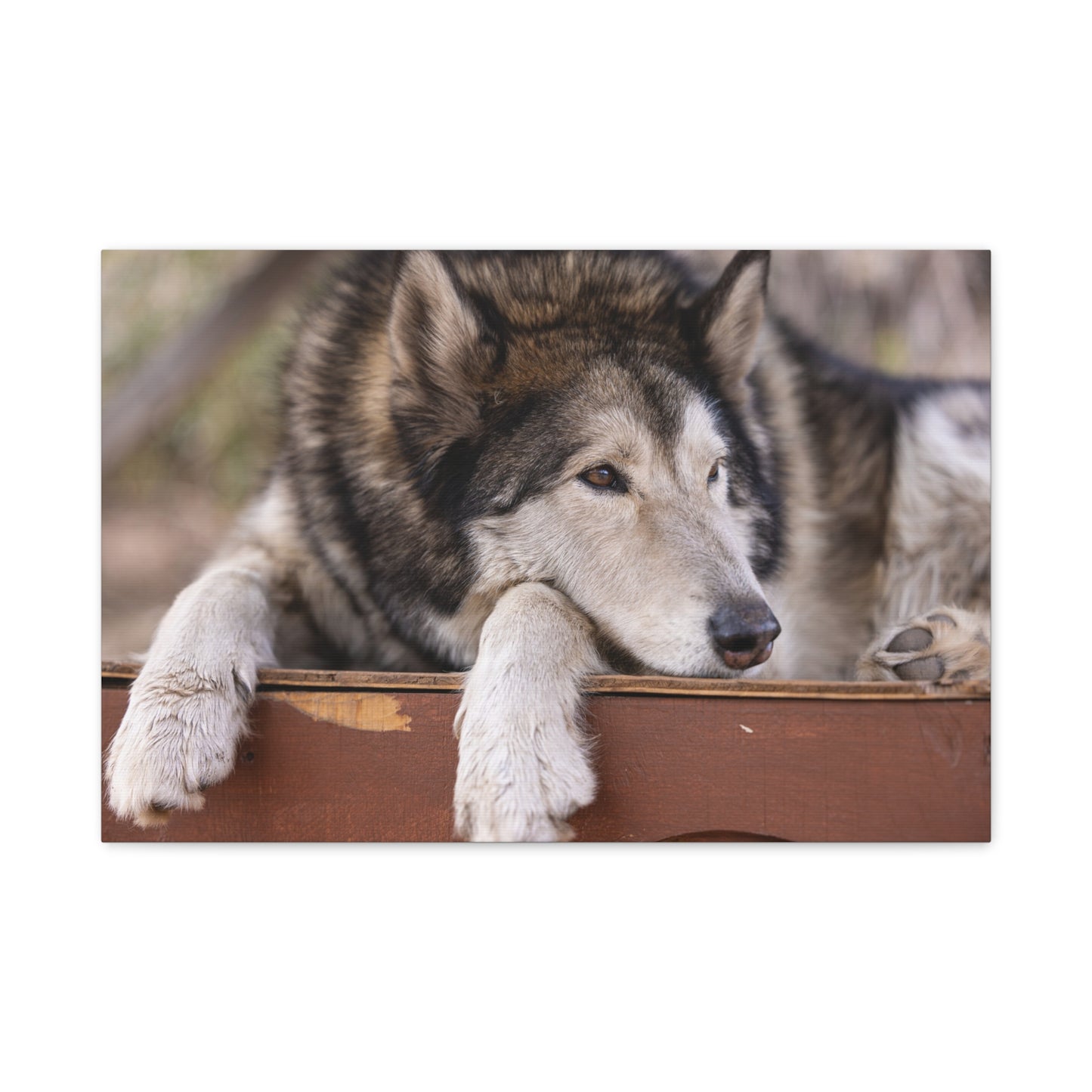 Wolfee Canvas Print