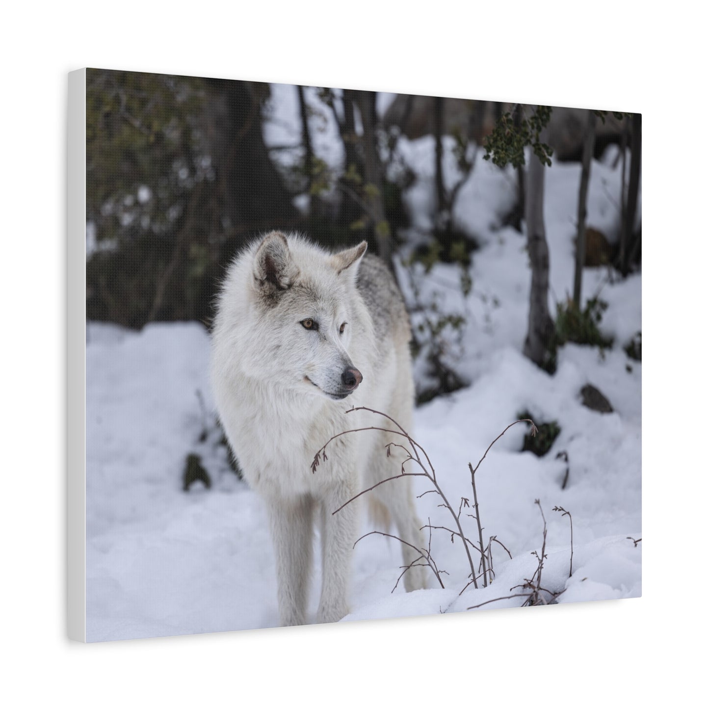 Bella Canvas Print