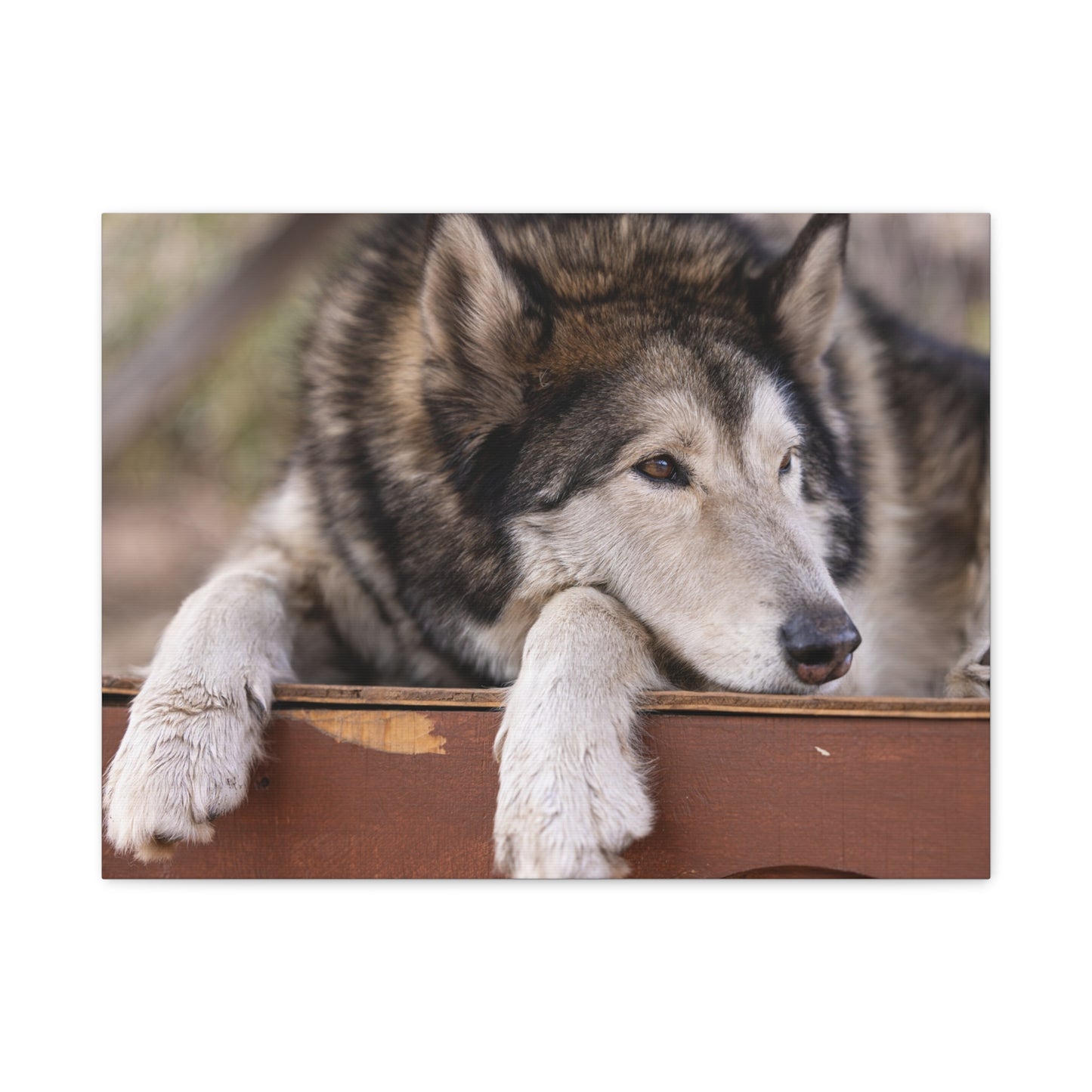 Wolfee Canvas Print