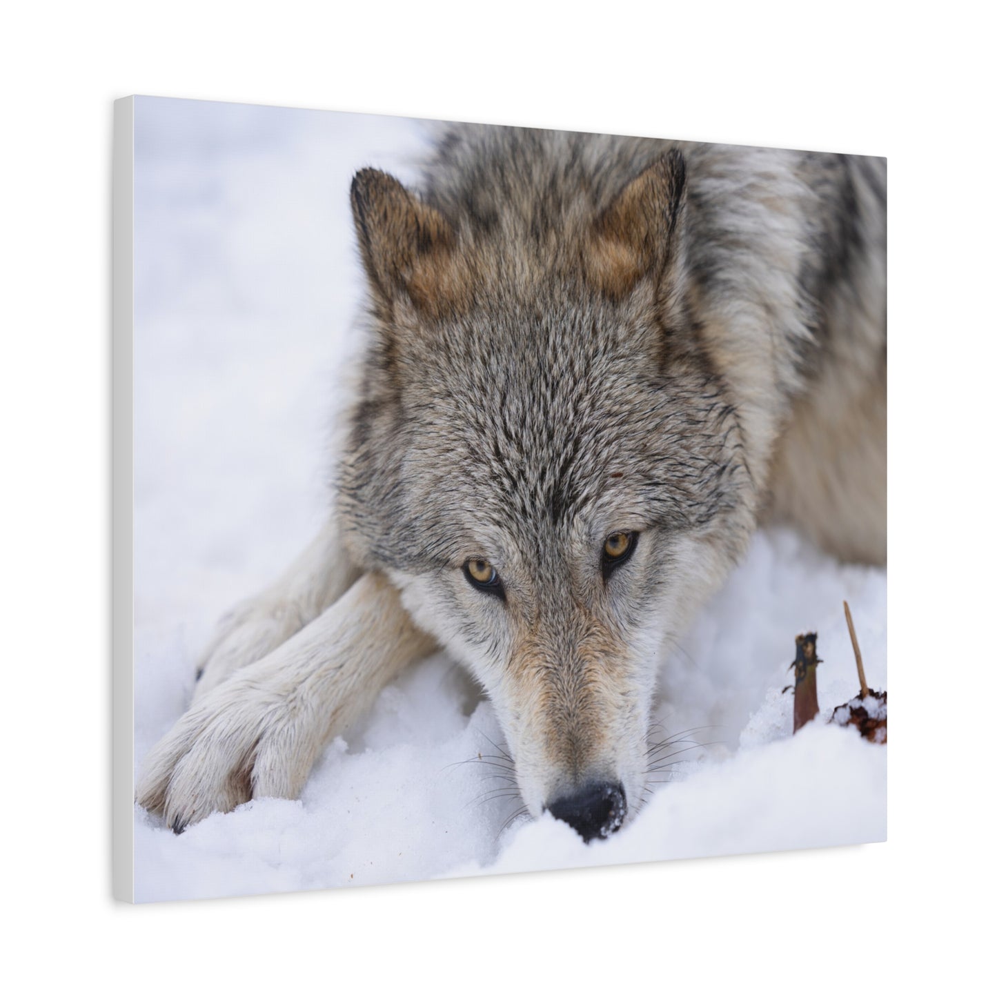 Nukumi Canvas Print