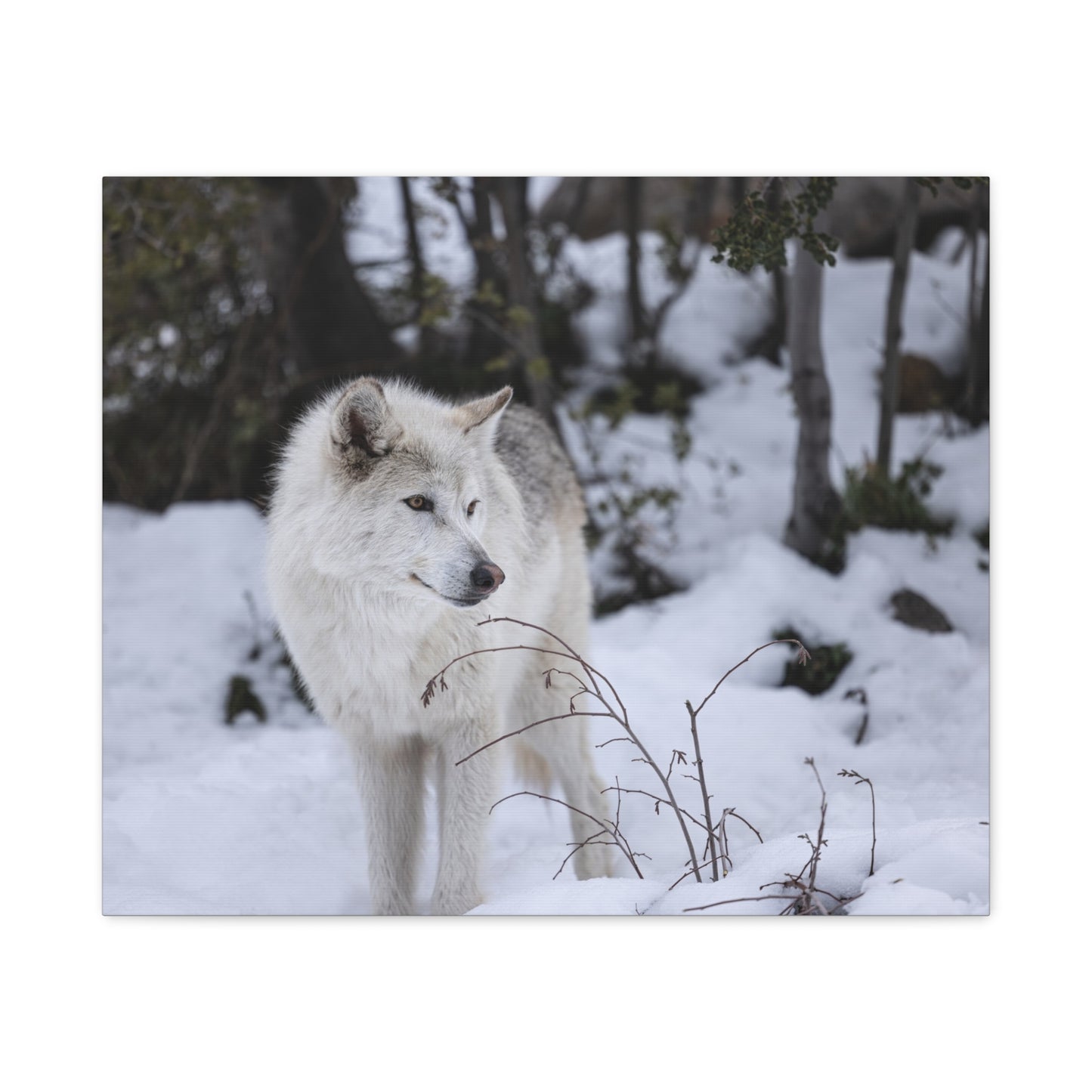 Bella Canvas Print