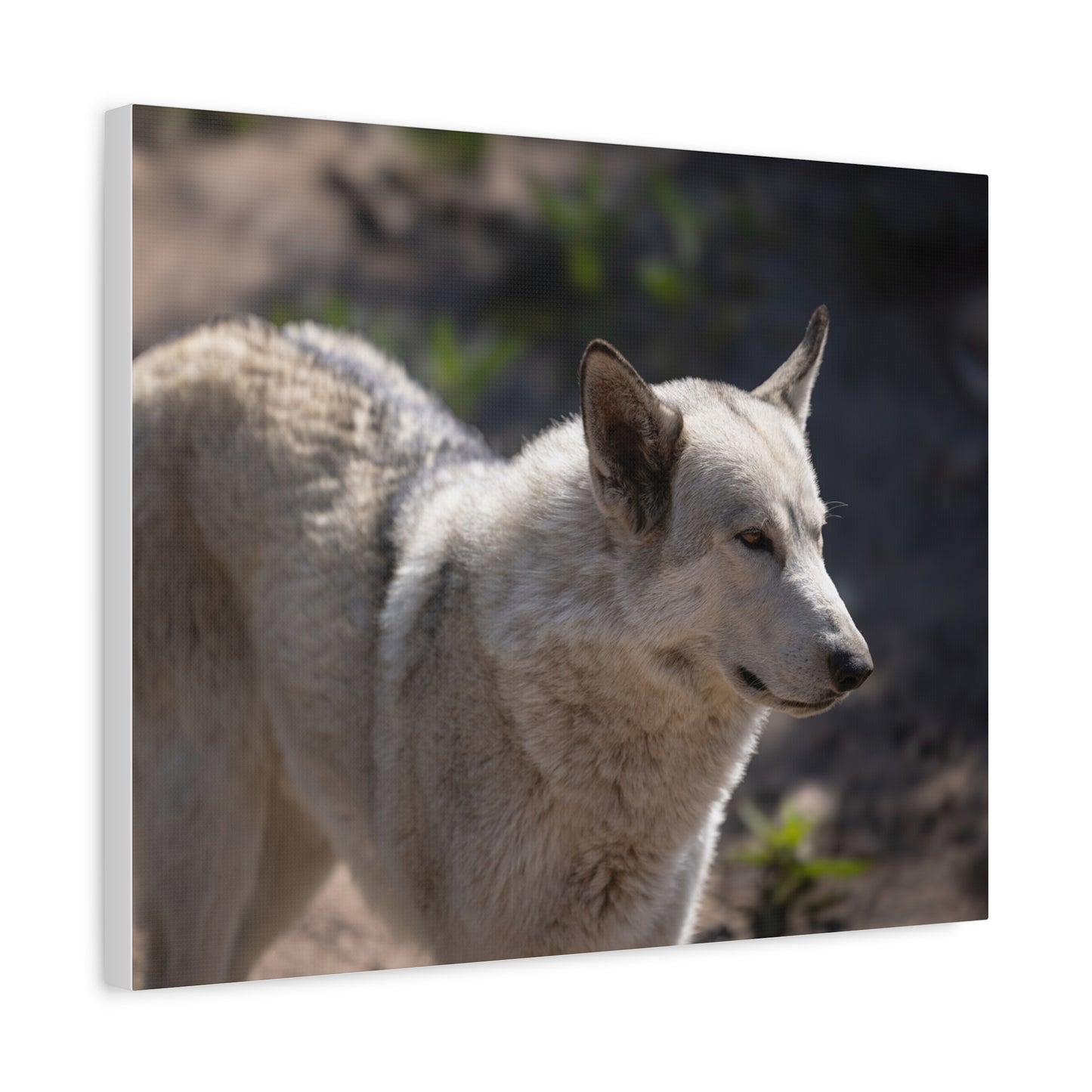 Beo Canvas Print