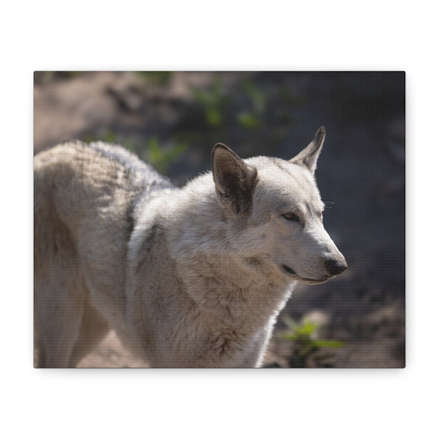 Beo Canvas Print