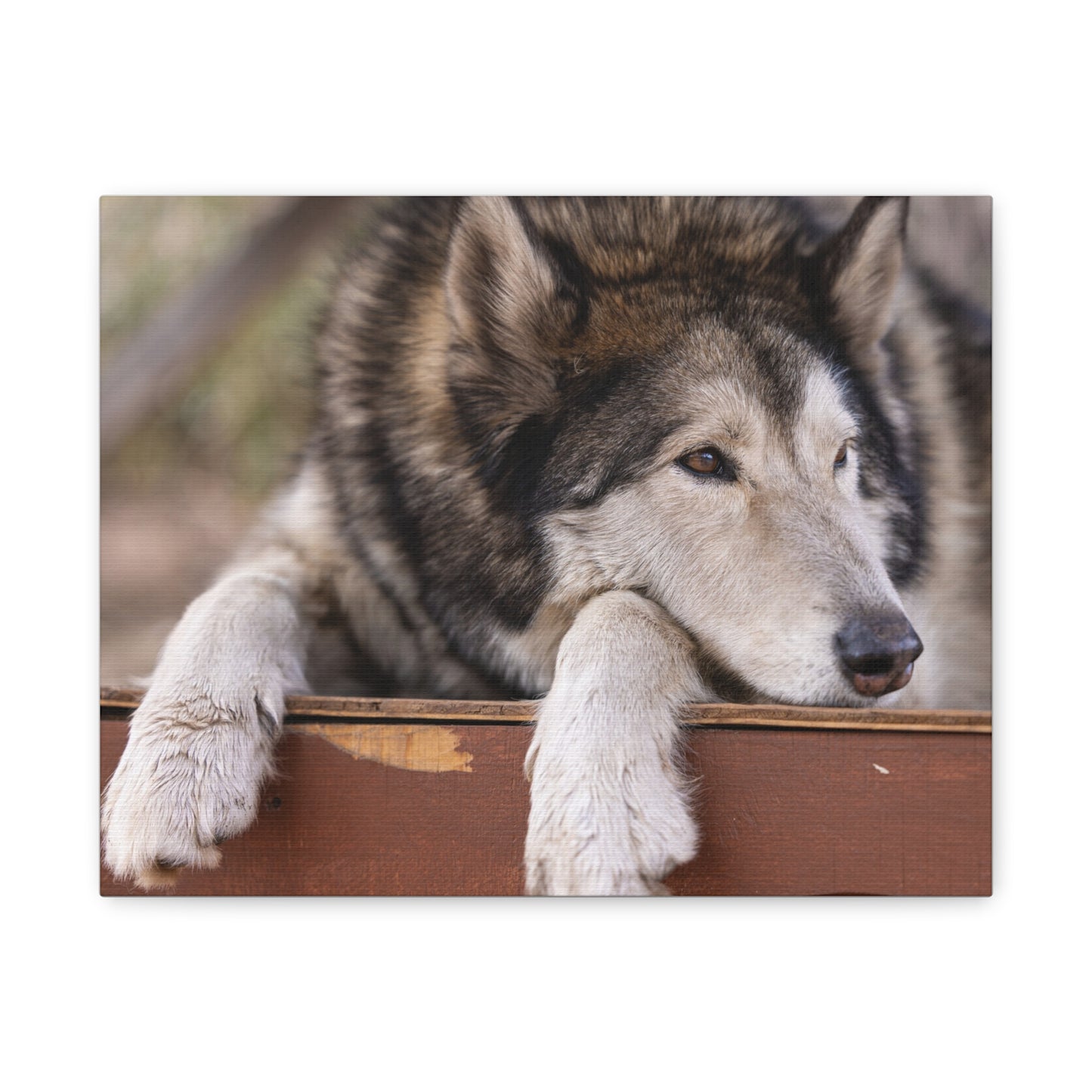 Wolfee Canvas Print