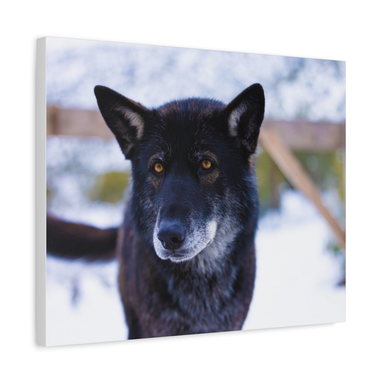 Gemma Canvas Print