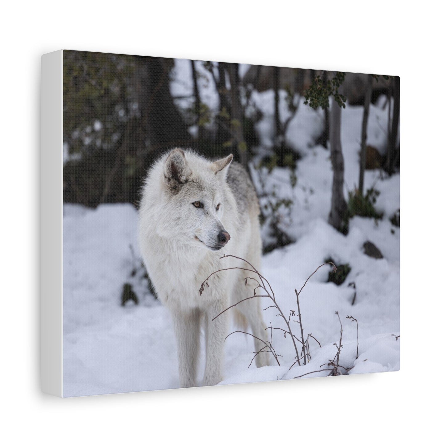 Bella Canvas Print