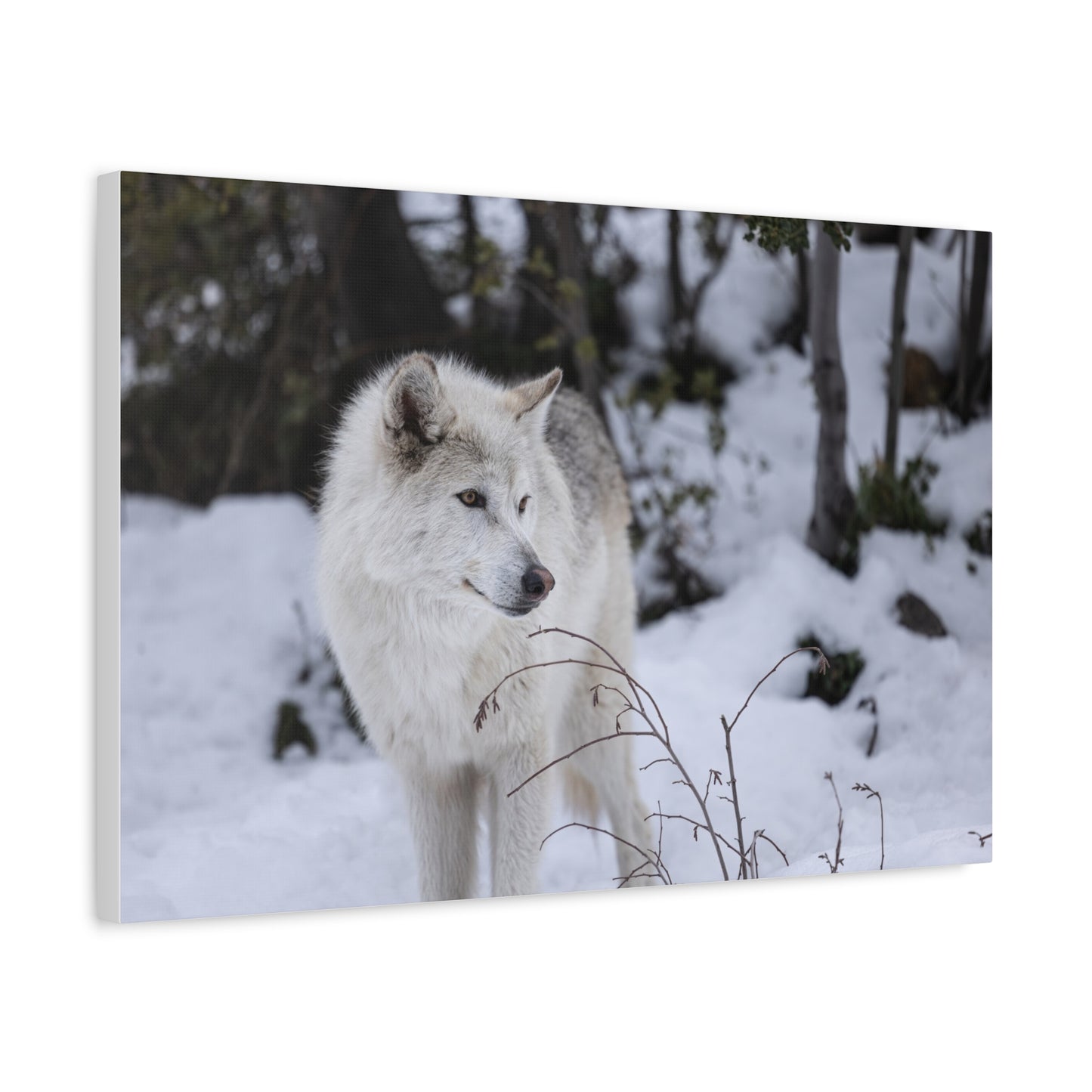 Bella Canvas Print