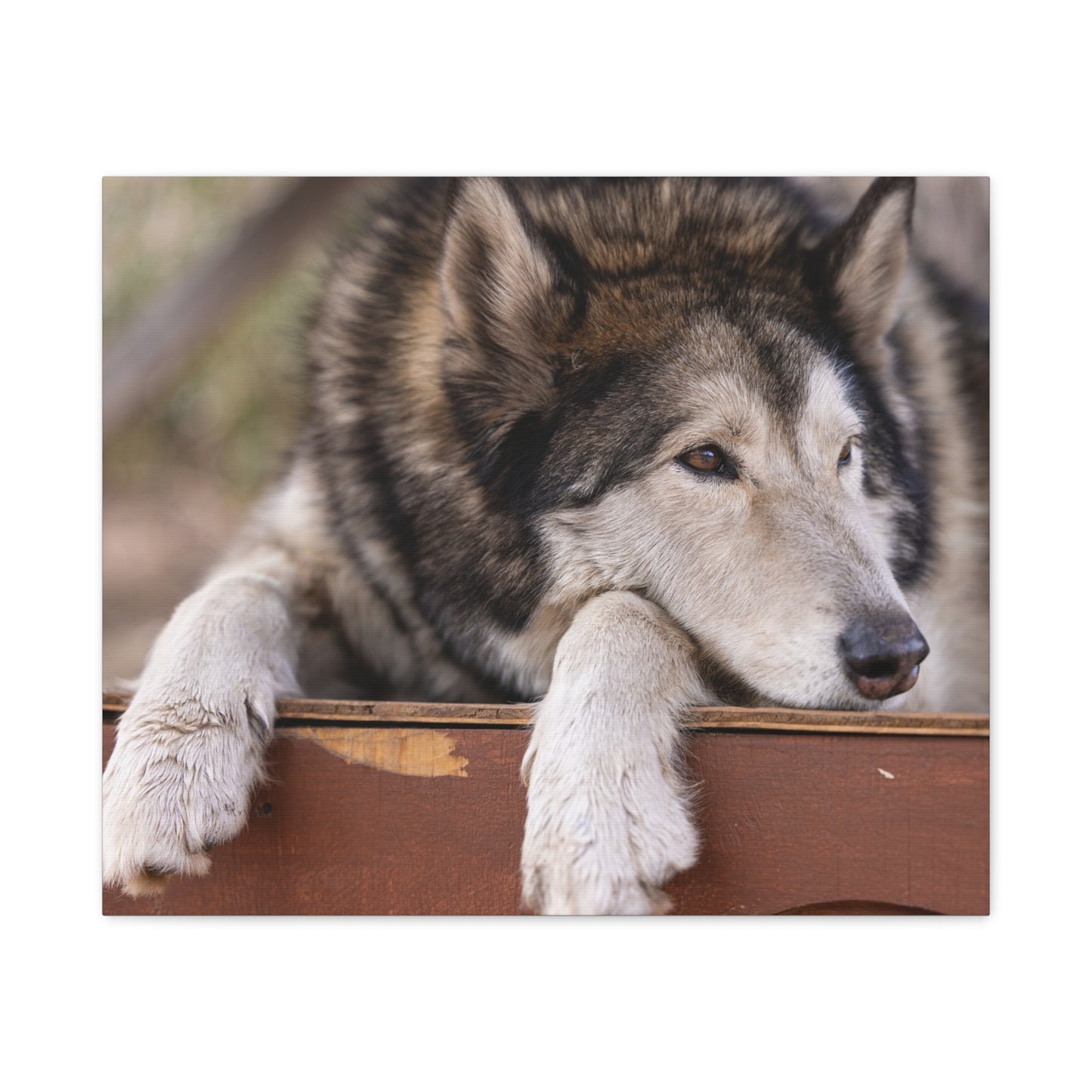 Wolfee Canvas Print