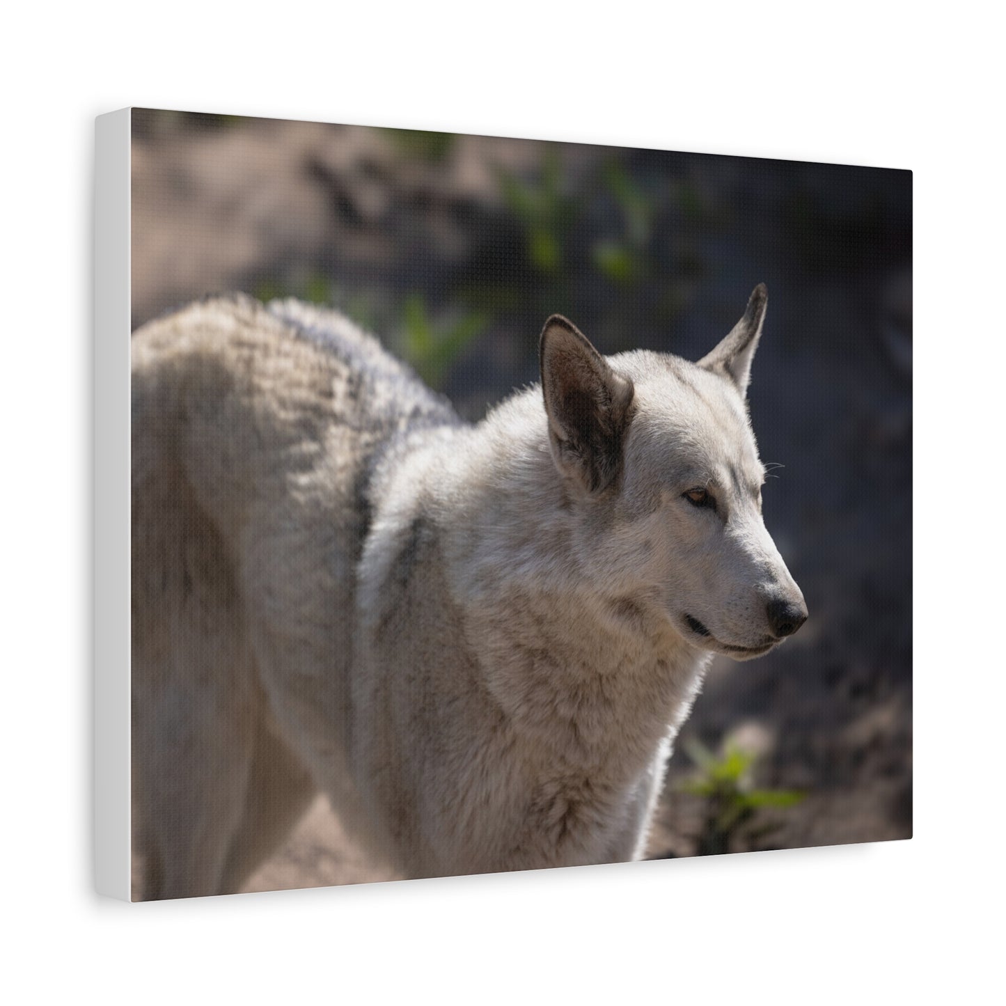 Beo Canvas Print