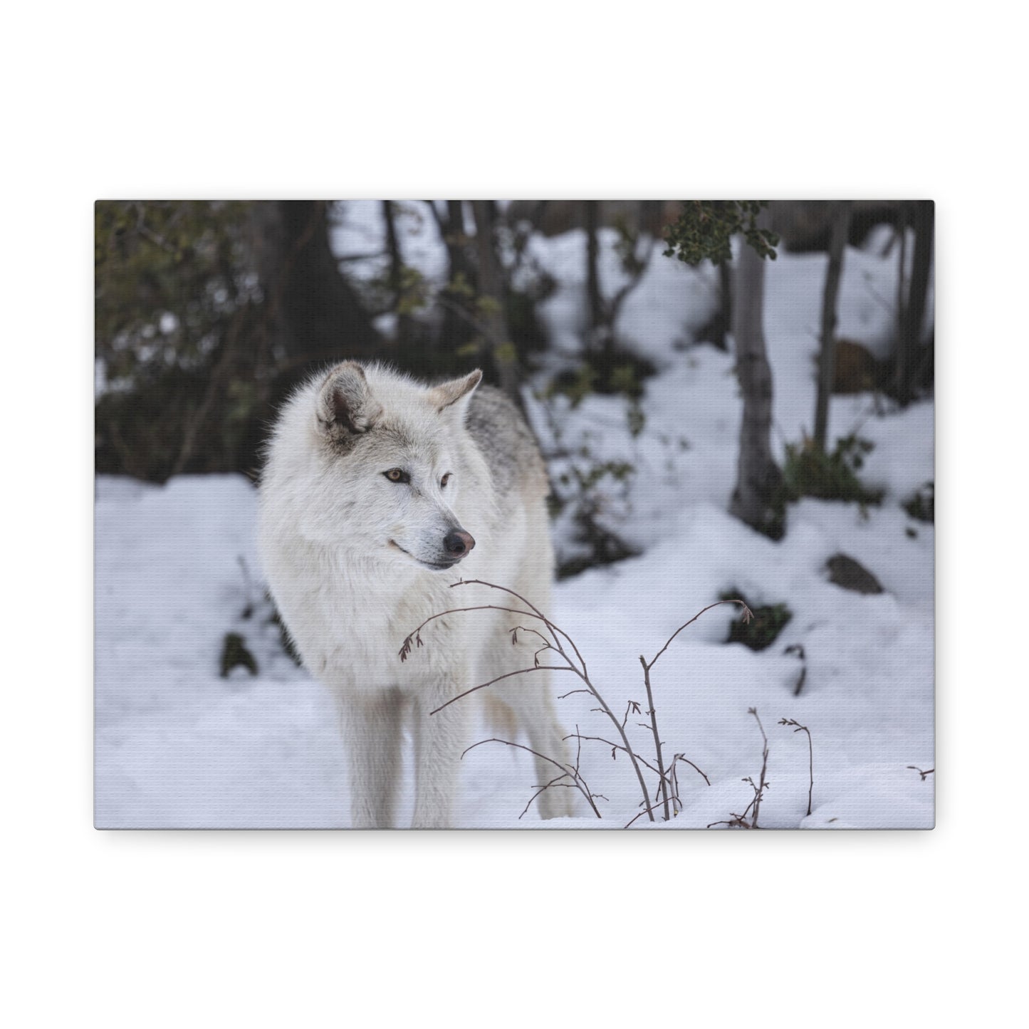 Bella Canvas Print