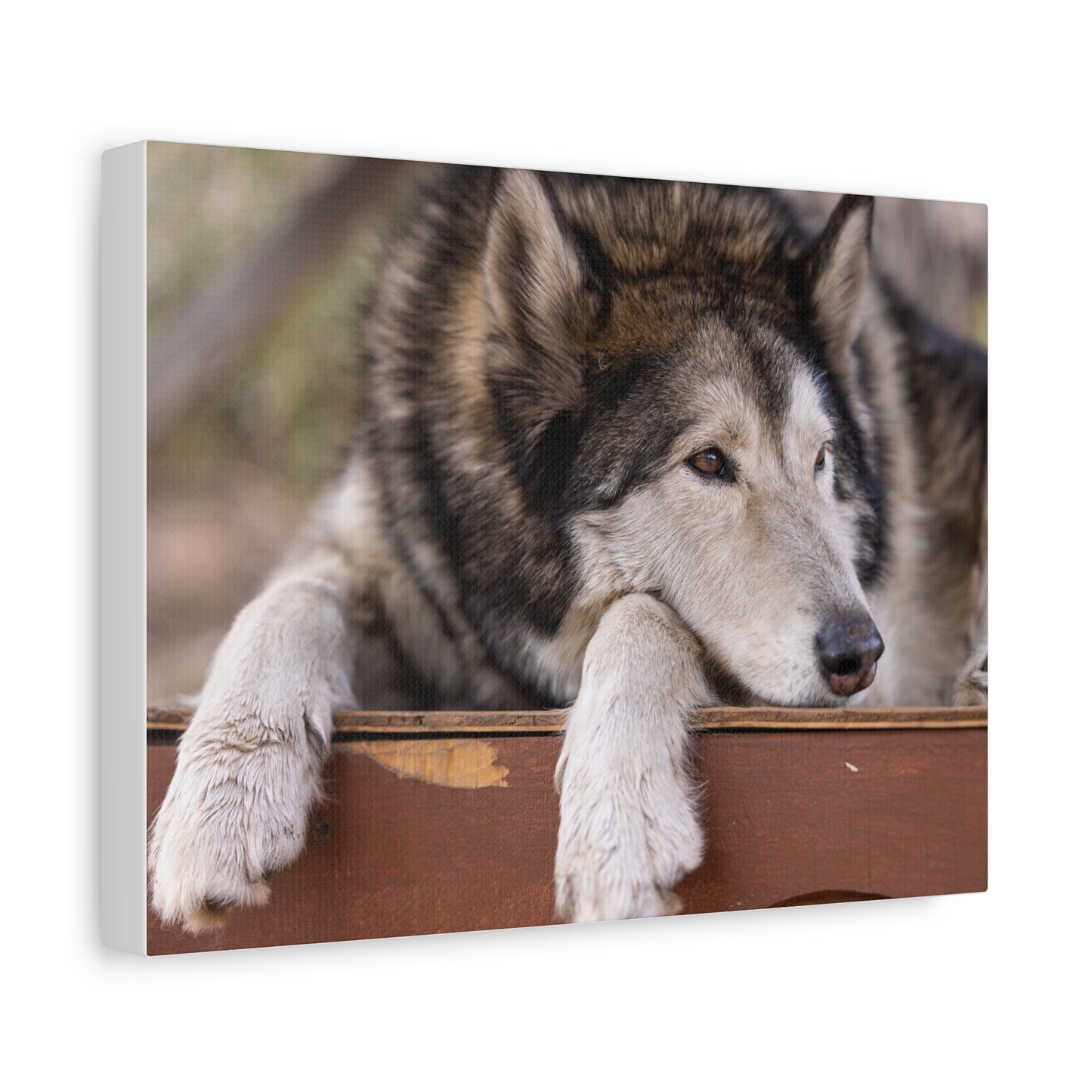 Wolfee Canvas Print