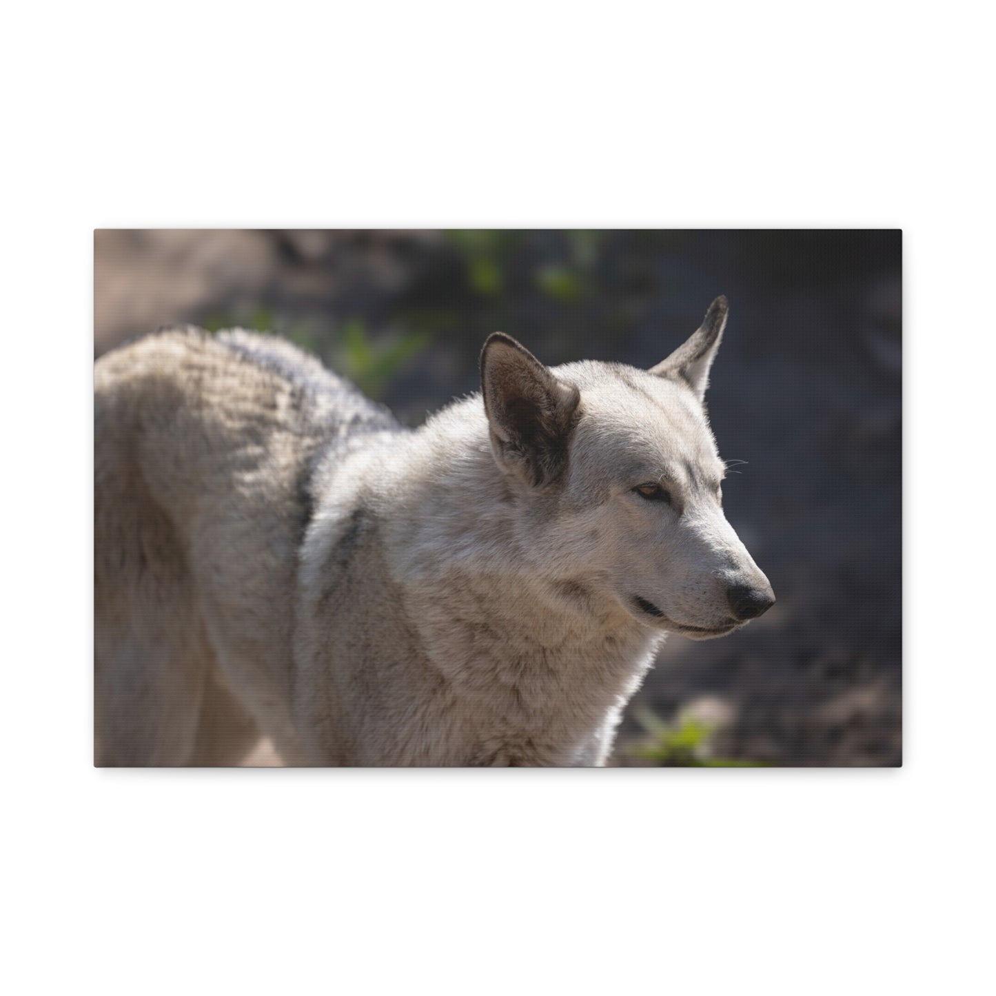 Beo Canvas Print