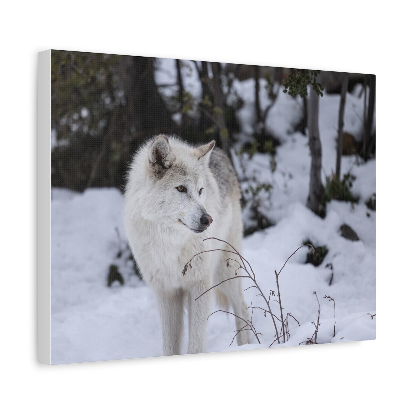 Bella Canvas Print