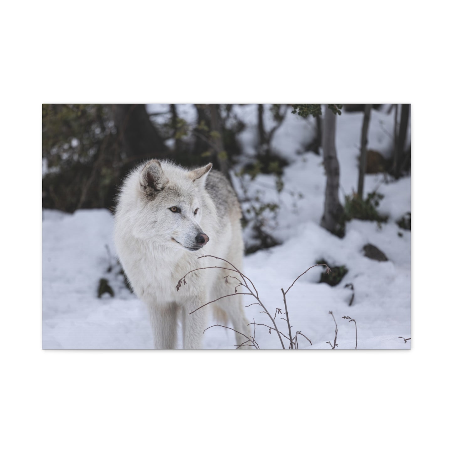Bella Canvas Print