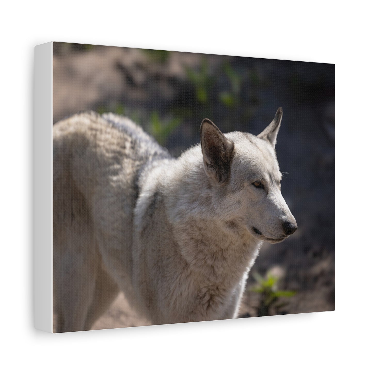 Beo Canvas Print