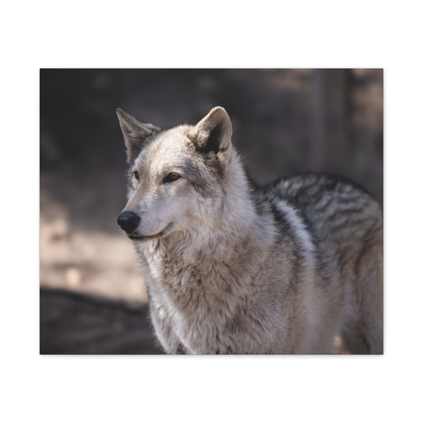 Torben Canvas Print