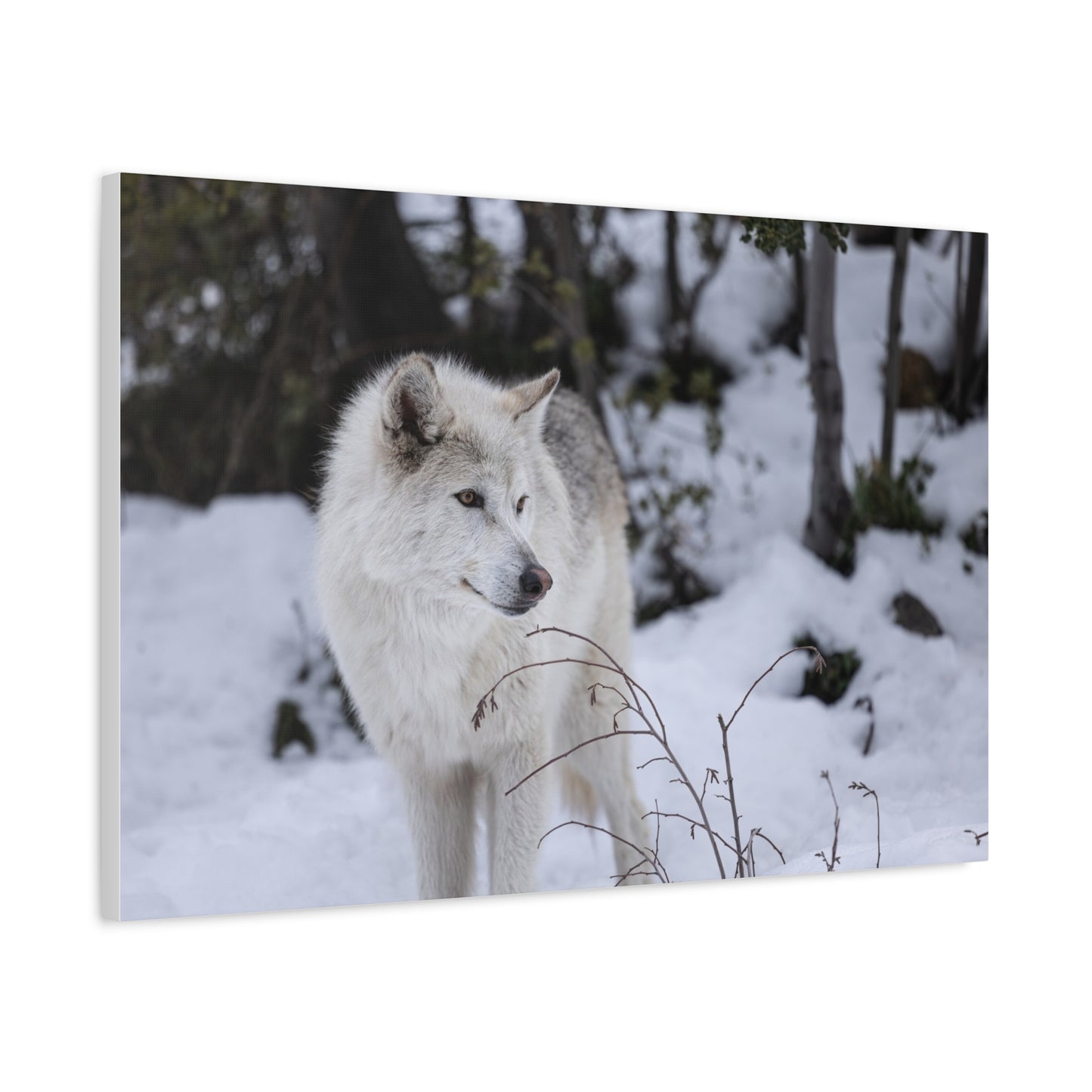 Bella Canvas Print