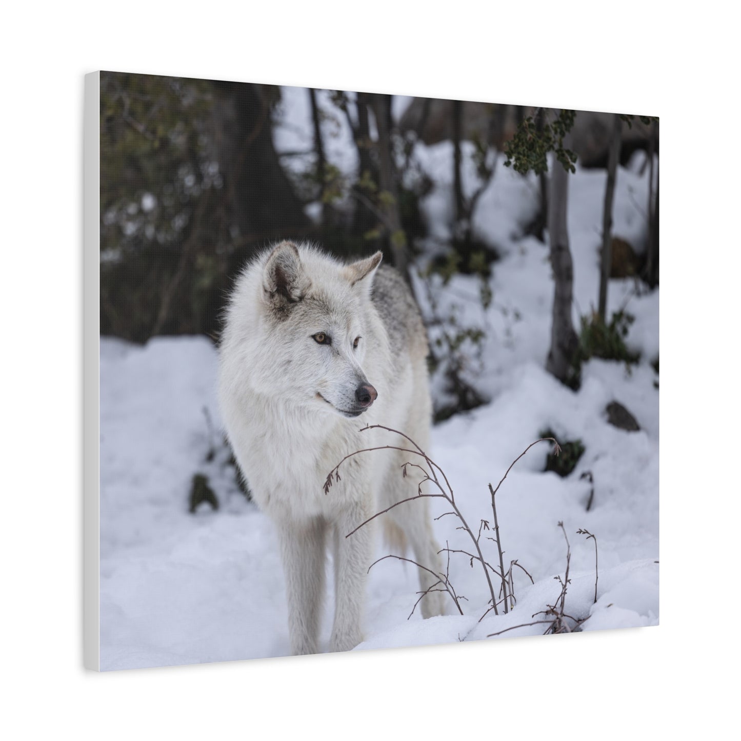 Bella Canvas Print