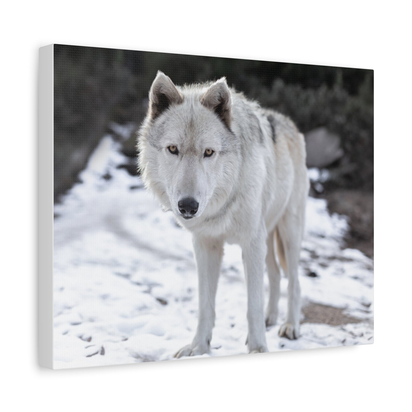 Leo Canvas Print