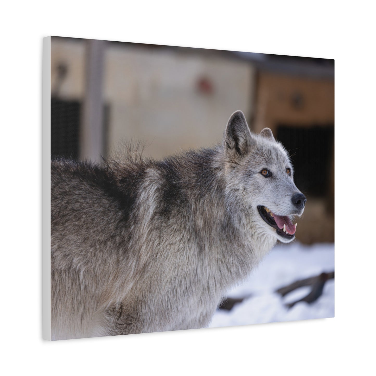 Daisy Canvas print