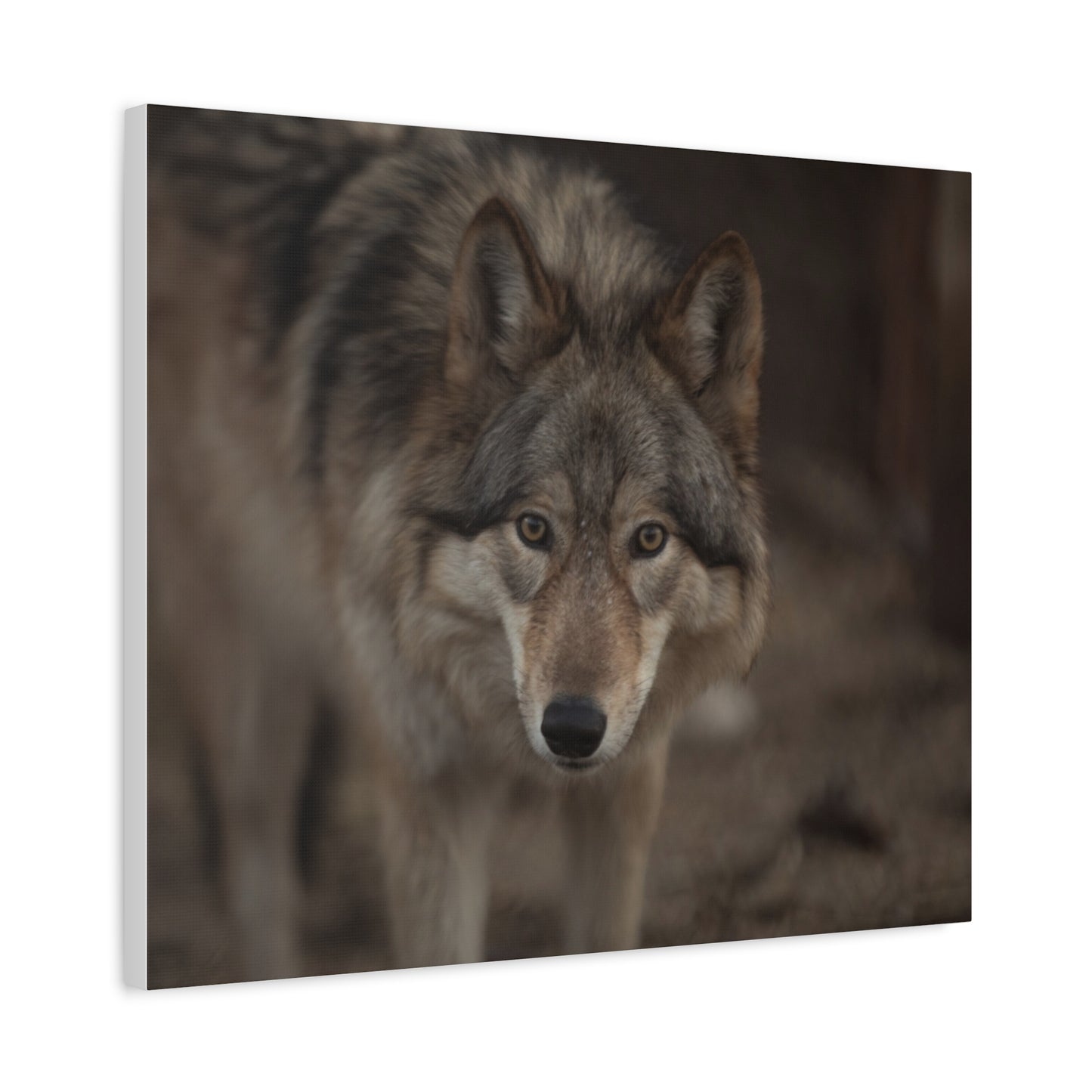 Nali Canvas Print