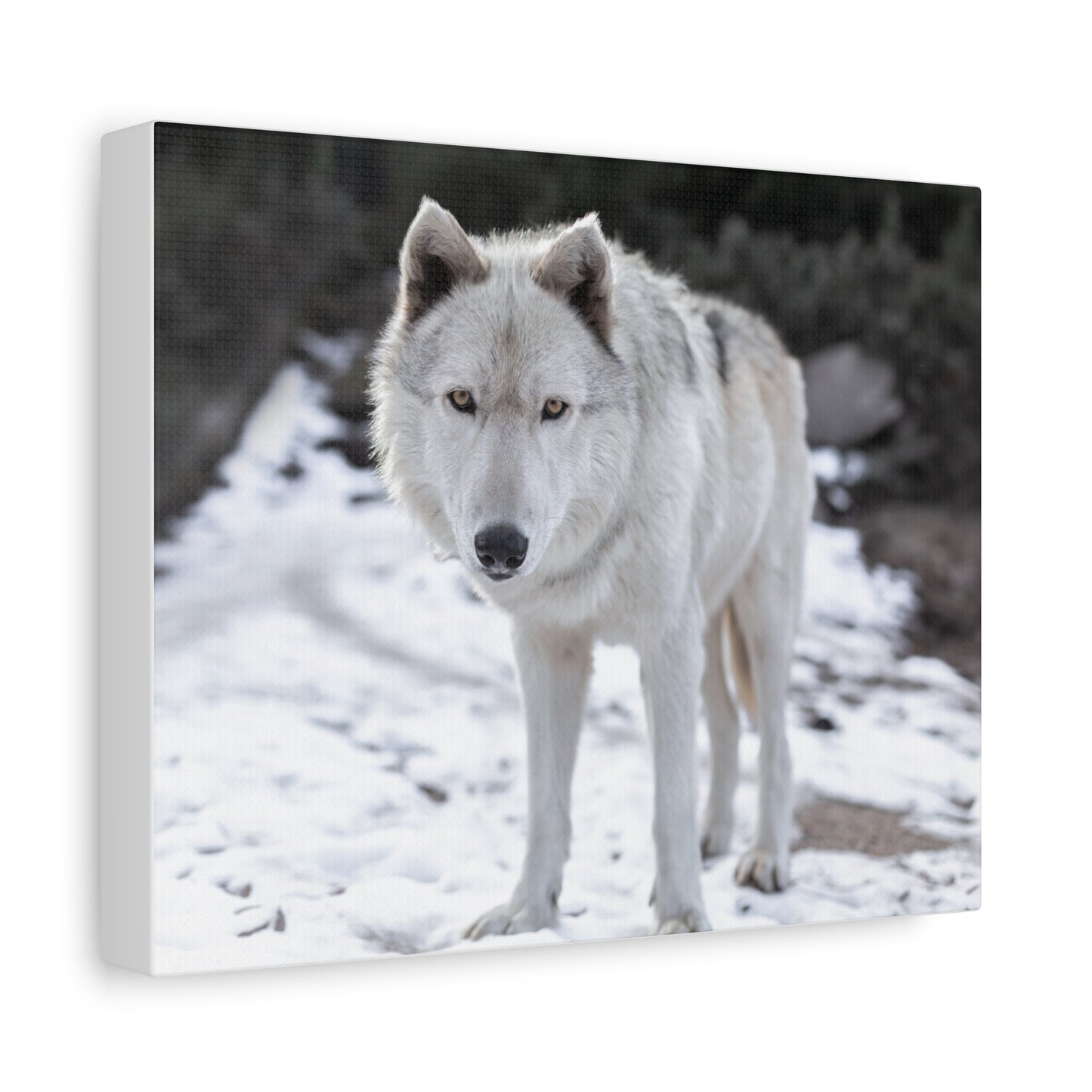 Leo Canvas Print