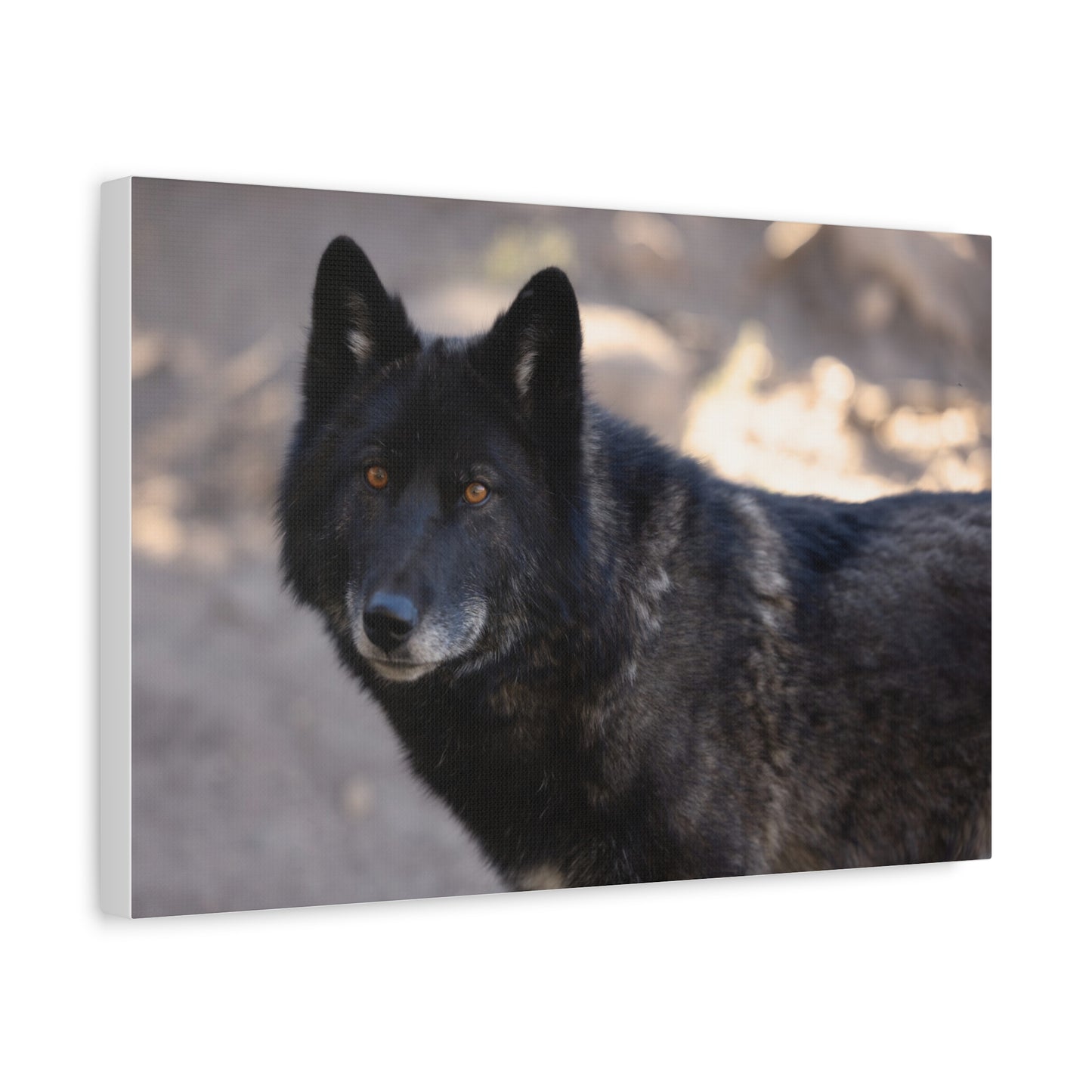 Lakota Canvas Print