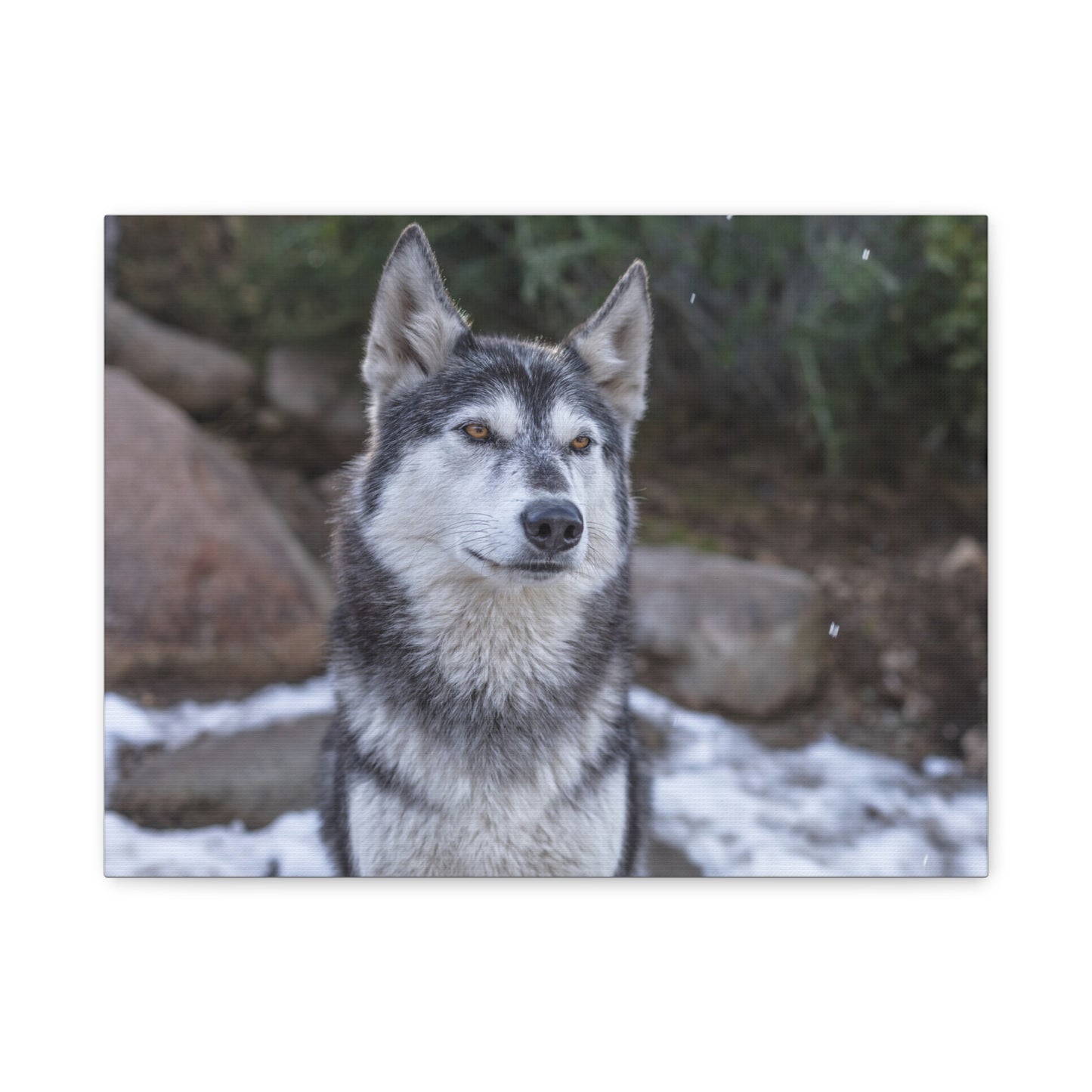 Luna Canvas Print