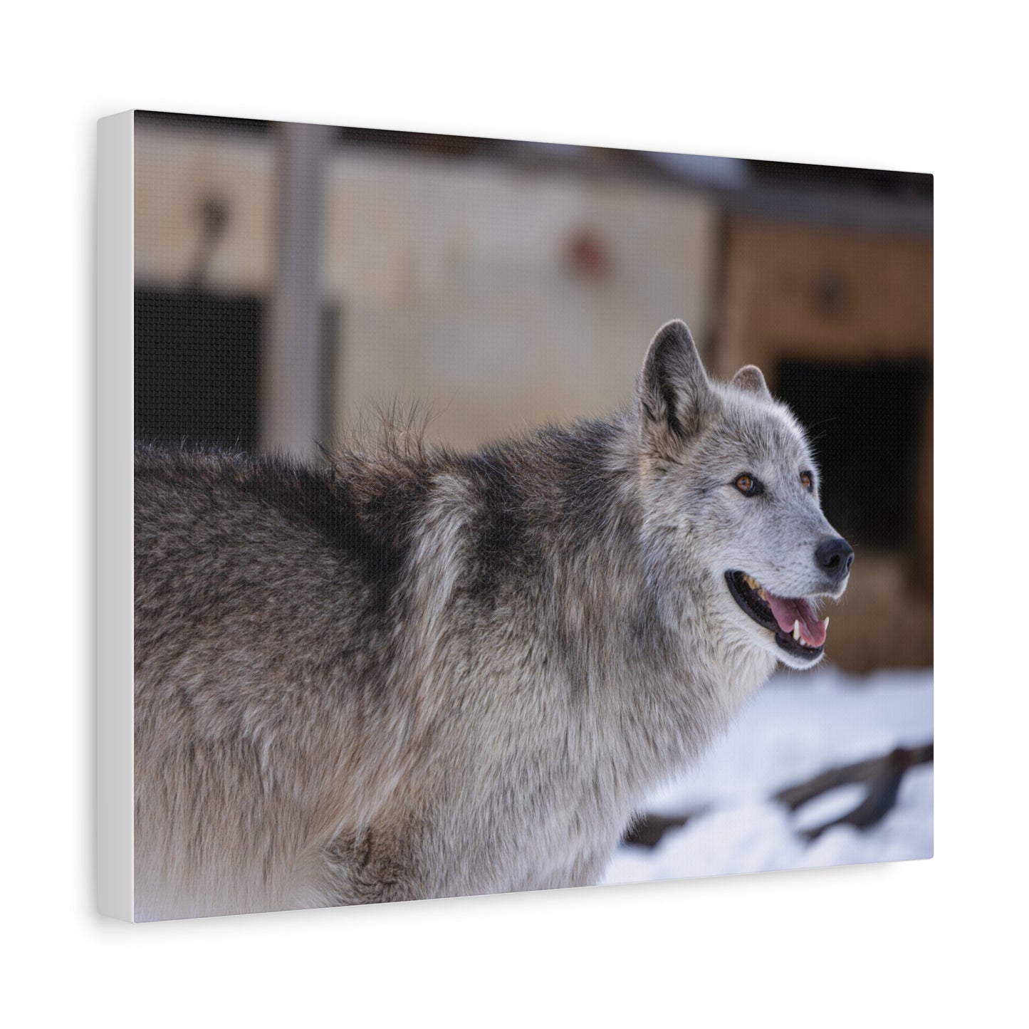 Daisy Canvas print