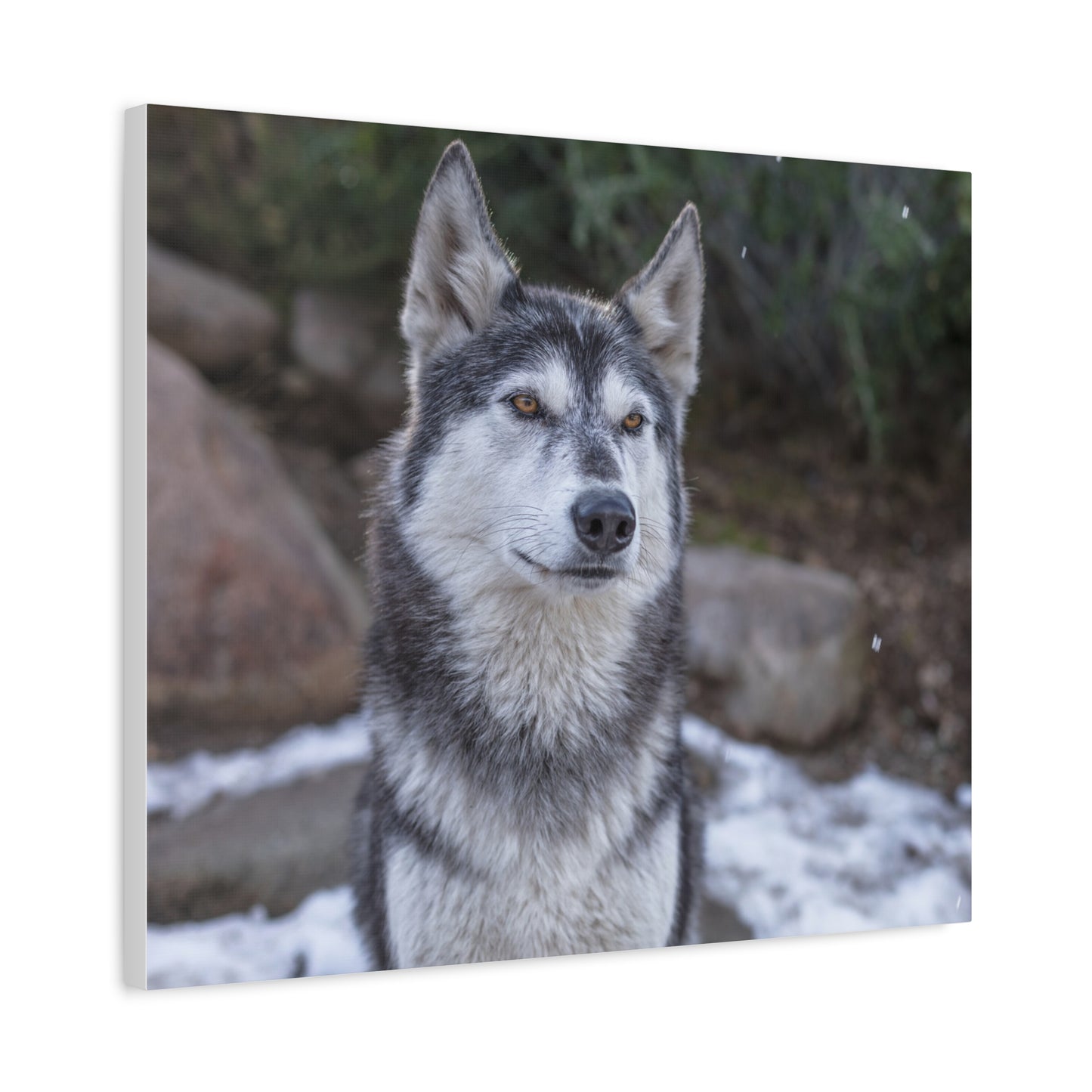 Luna Canvas Print